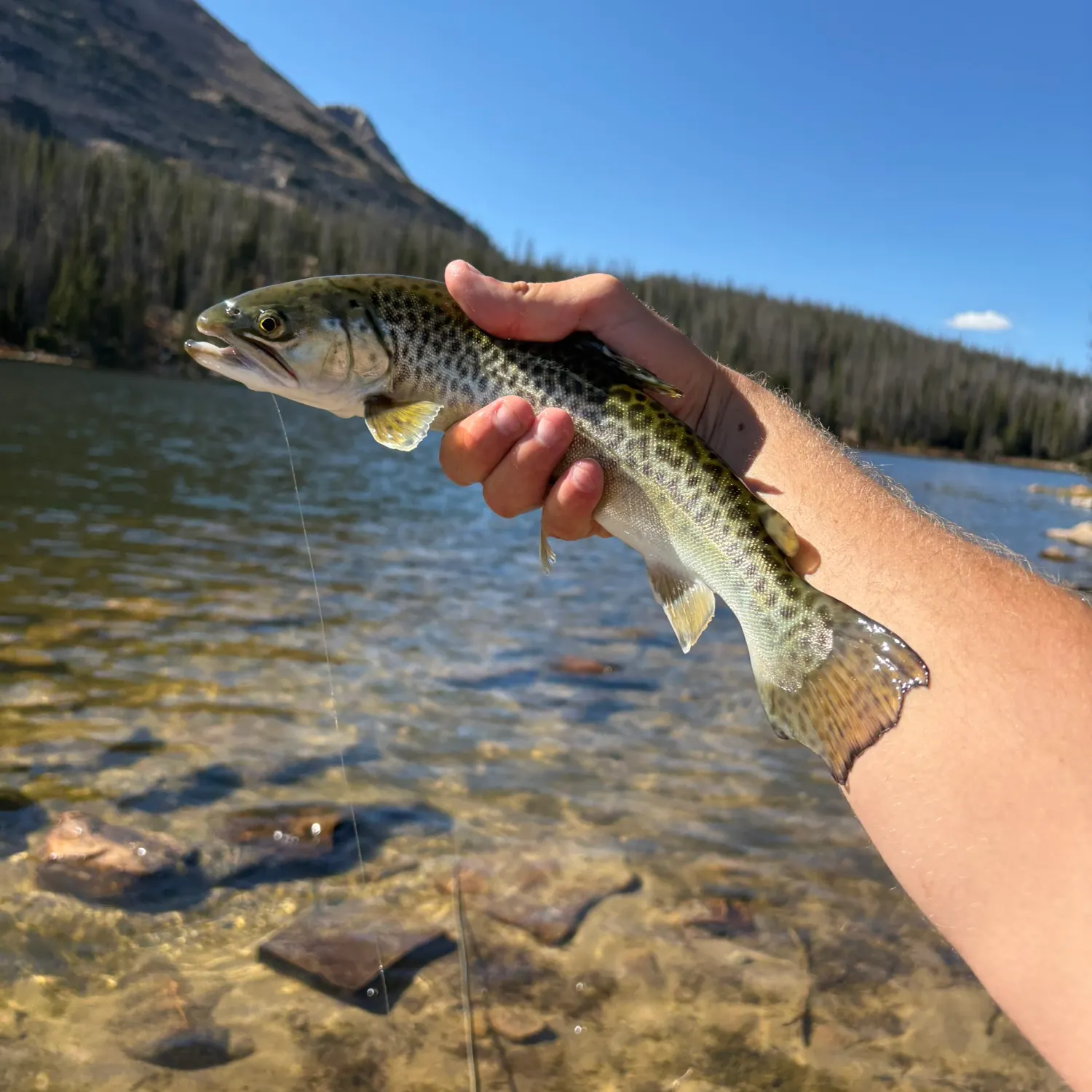 Brook trout caught on Fishbrain