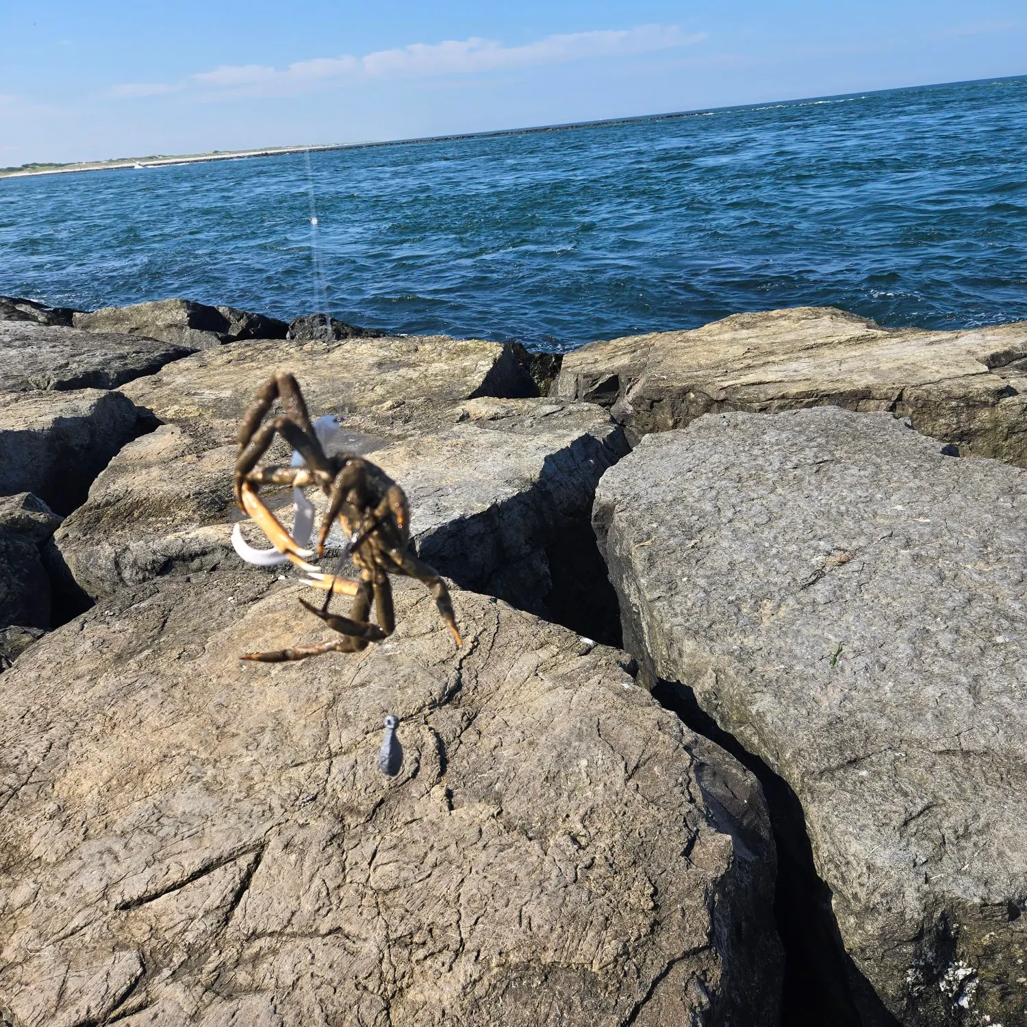 The most recent European spider crab catches on Fishbrain