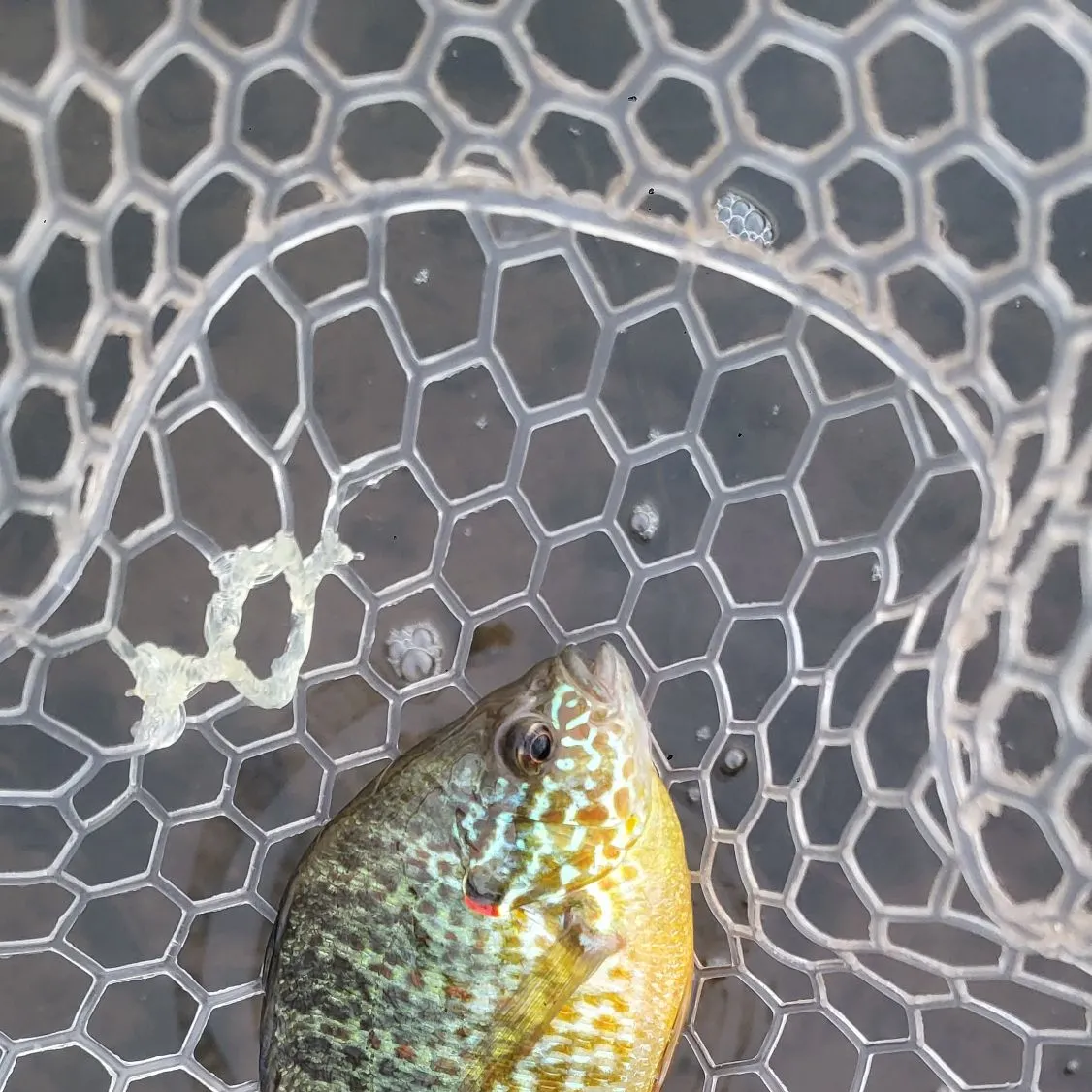 Pumpkinseed caught on Fishbrain