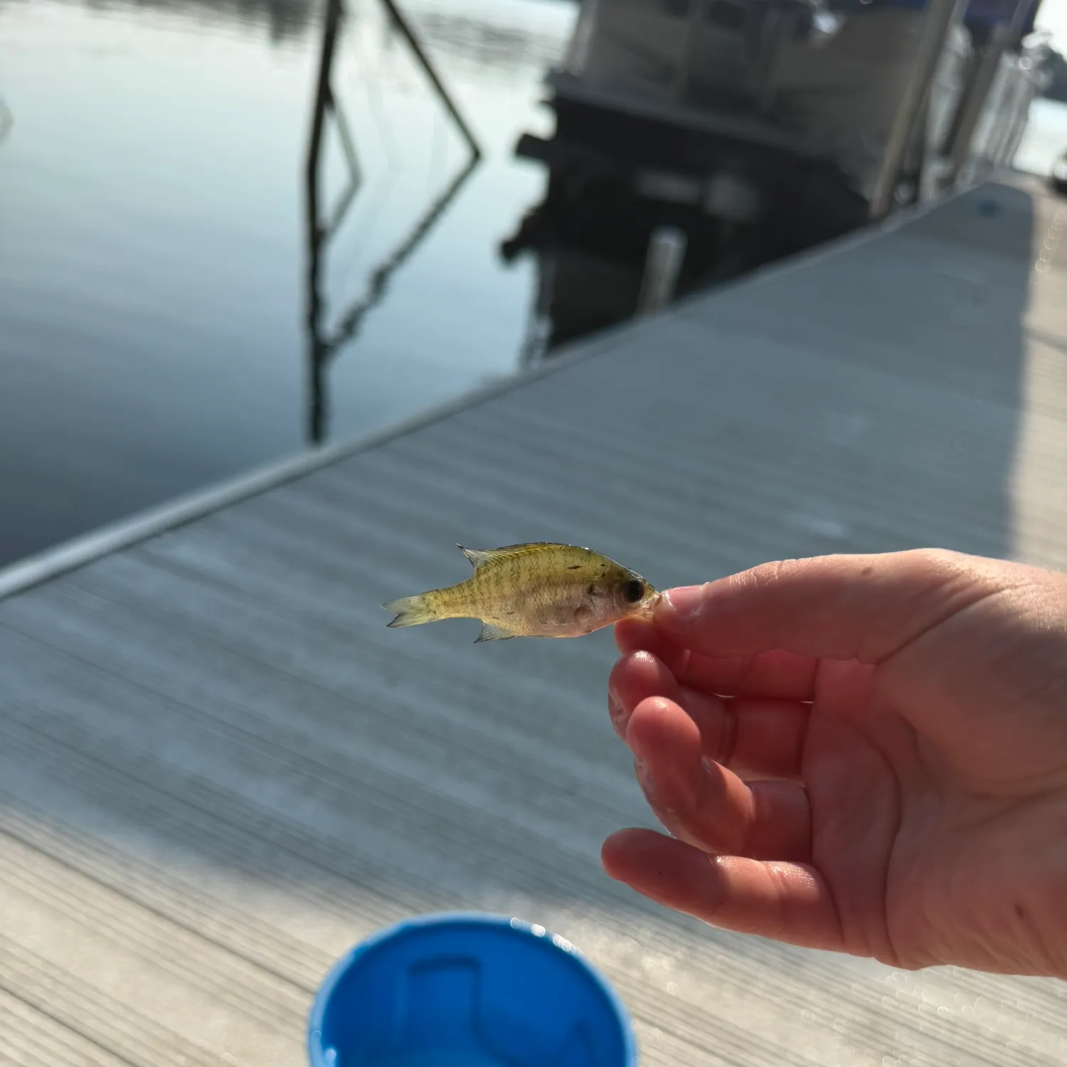 Bluegill caught on Fishbrain