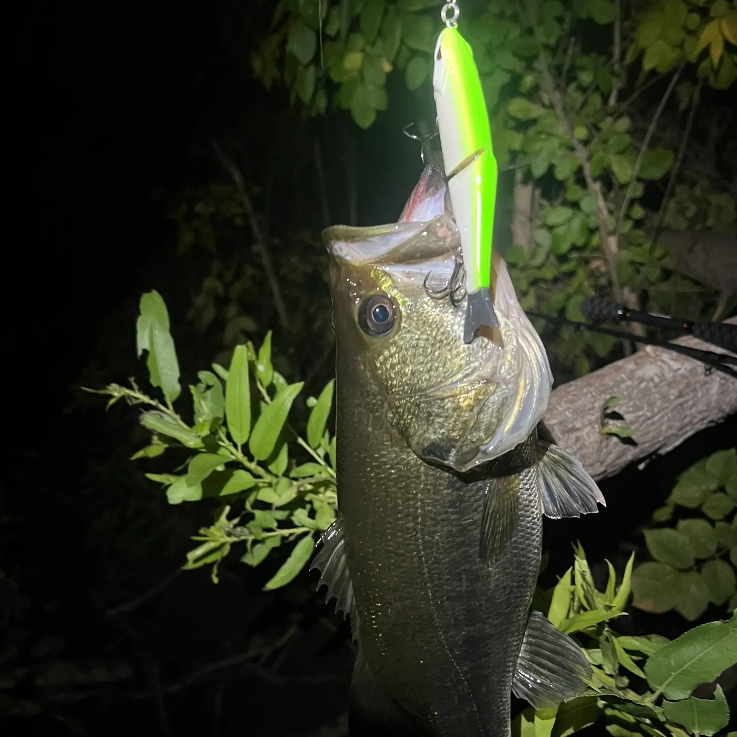 Largemouth bass caught on Fishbrain