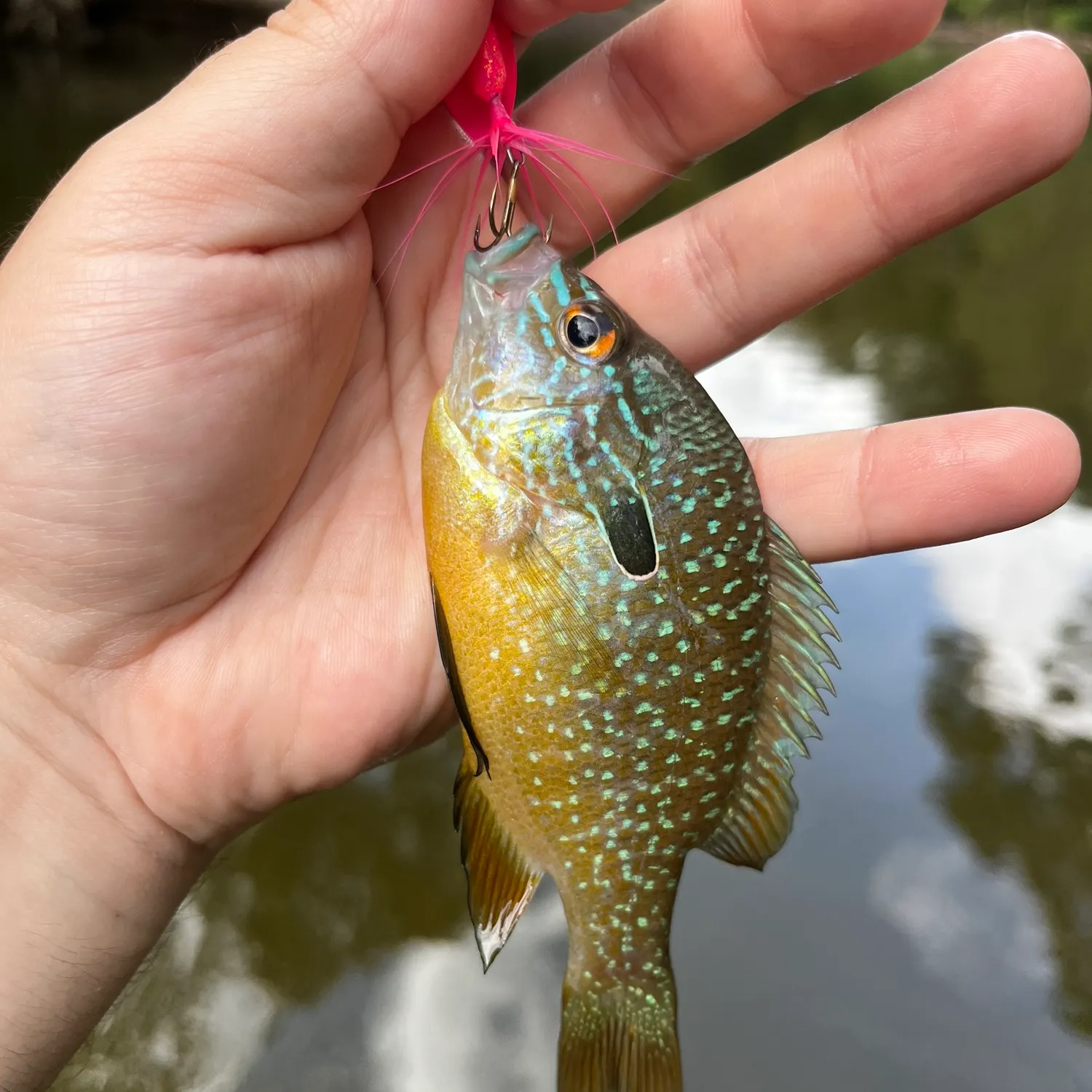Longear sunfish caught on Fishbrain