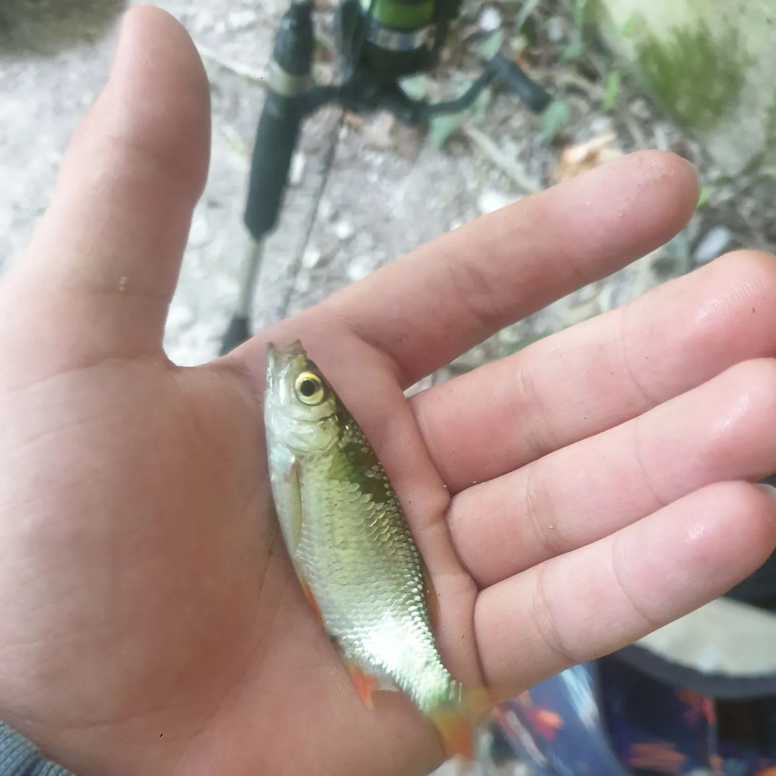 Common roach caught on Fishbrain
