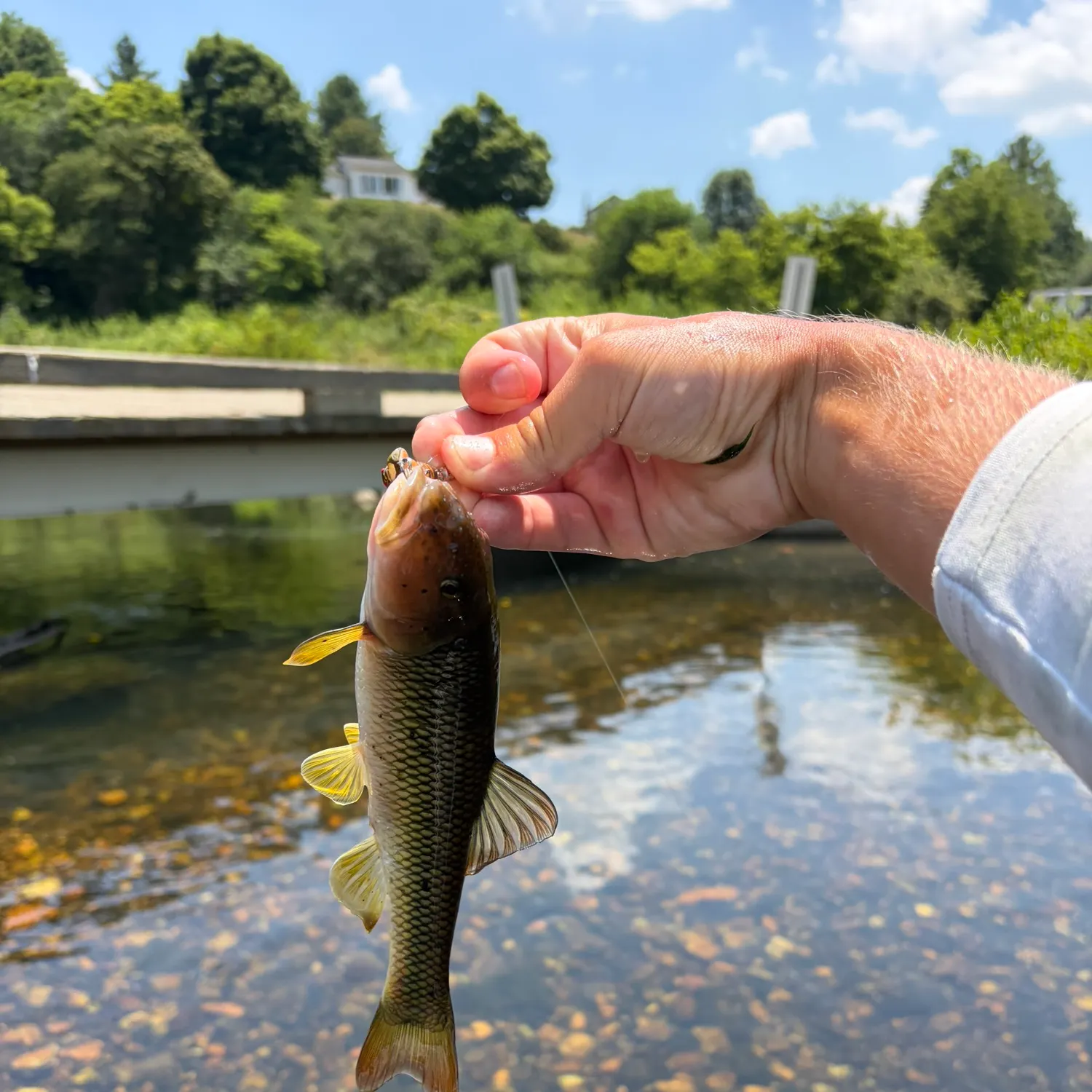 The most recent Bigmouth chub catches on Fishbrain