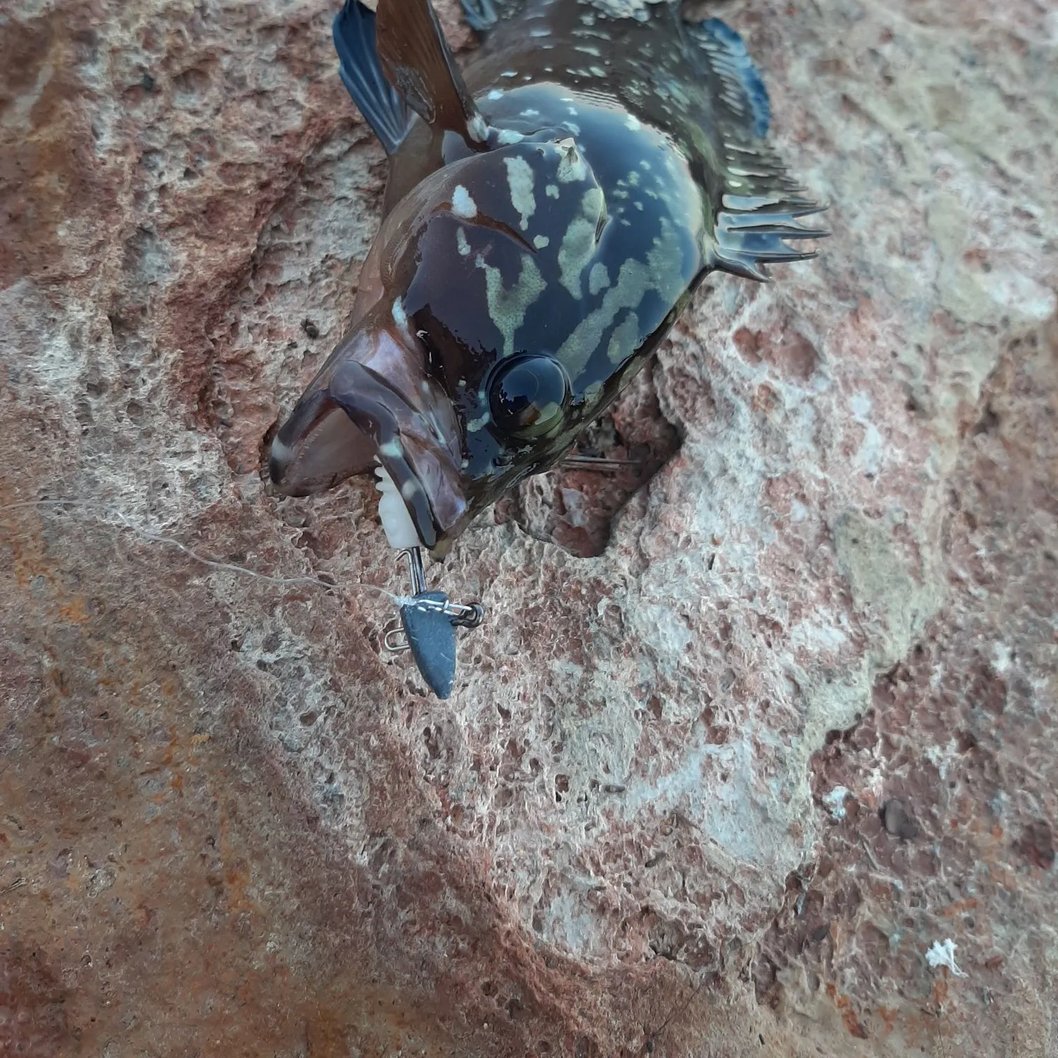 The most recent Dusky grouper catches on Fishbrain