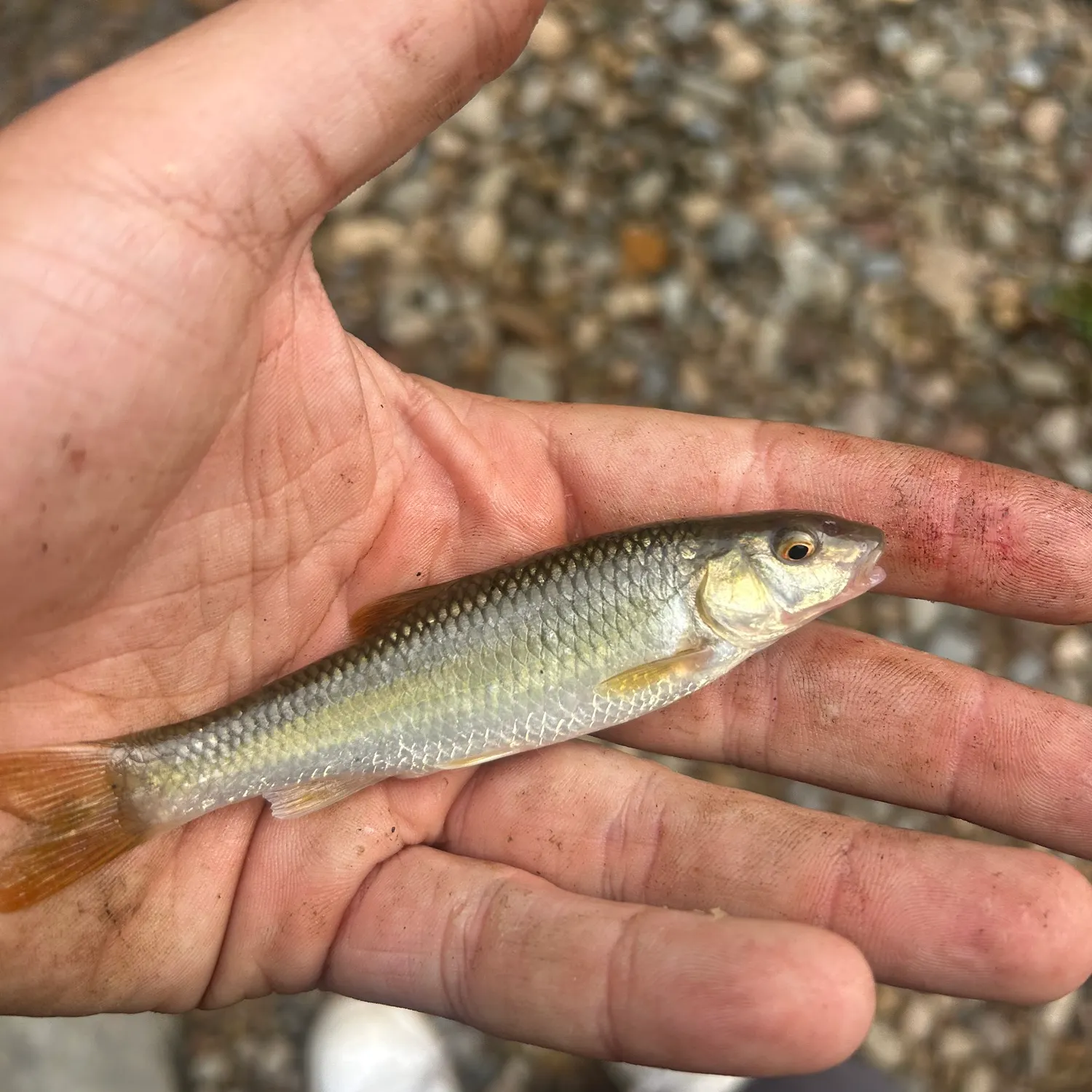 The most recent Bluehead chub catches on Fishbrain