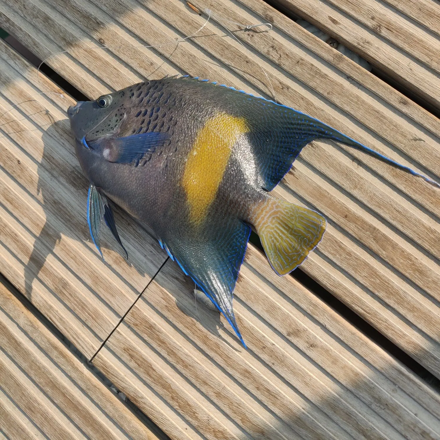 The most recent Yellowbar angelfish catches on Fishbrain
