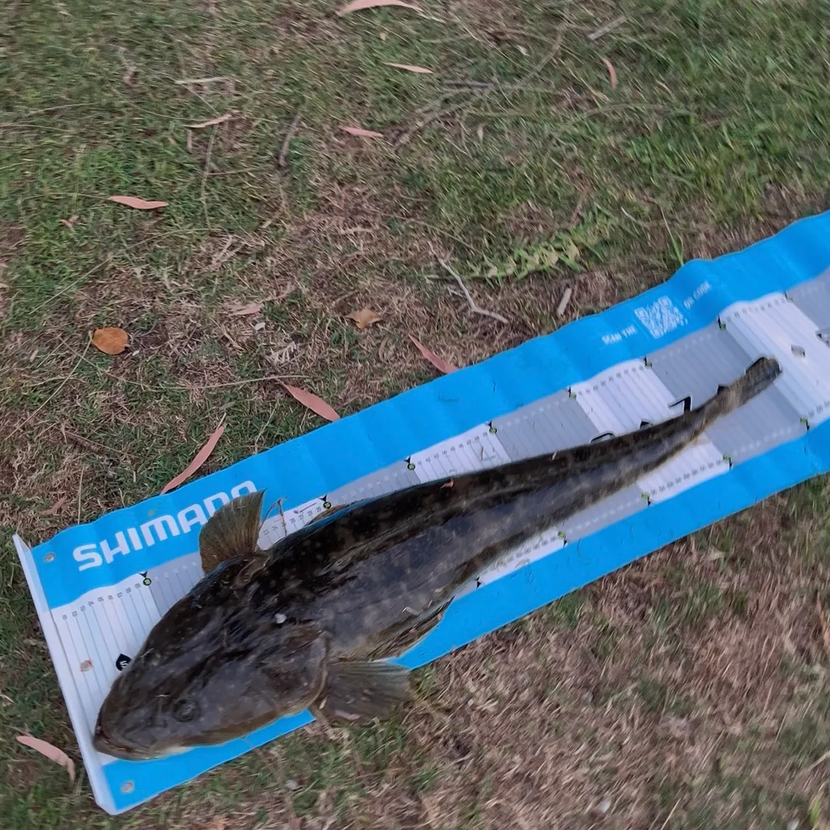 The most recent Dusky flathead catches on Fishbrain