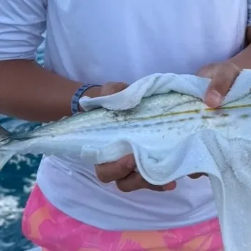 The most recent Cero mackerel catches on Fishbrain
