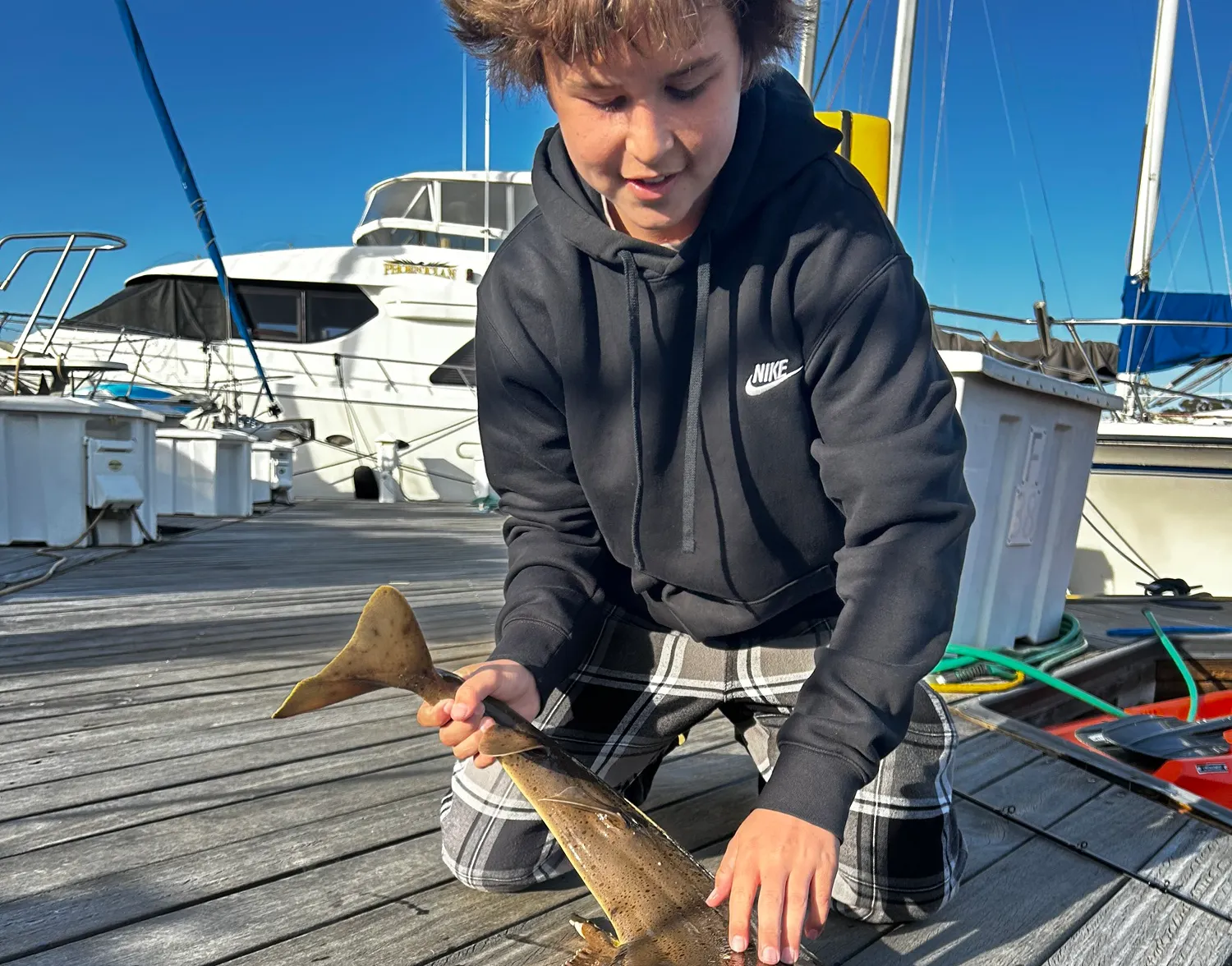 Angelshark