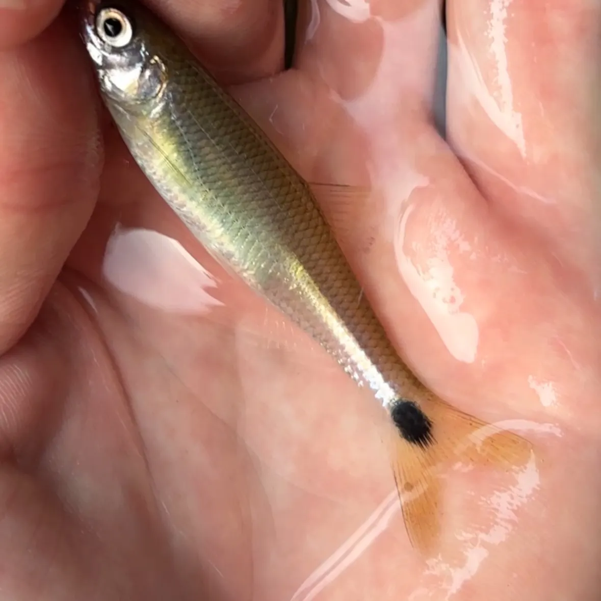 The most recent Eastern blacktail shiner catches on Fishbrain