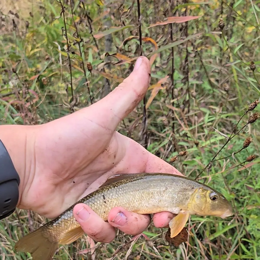 White sucker caught on Fishbrain