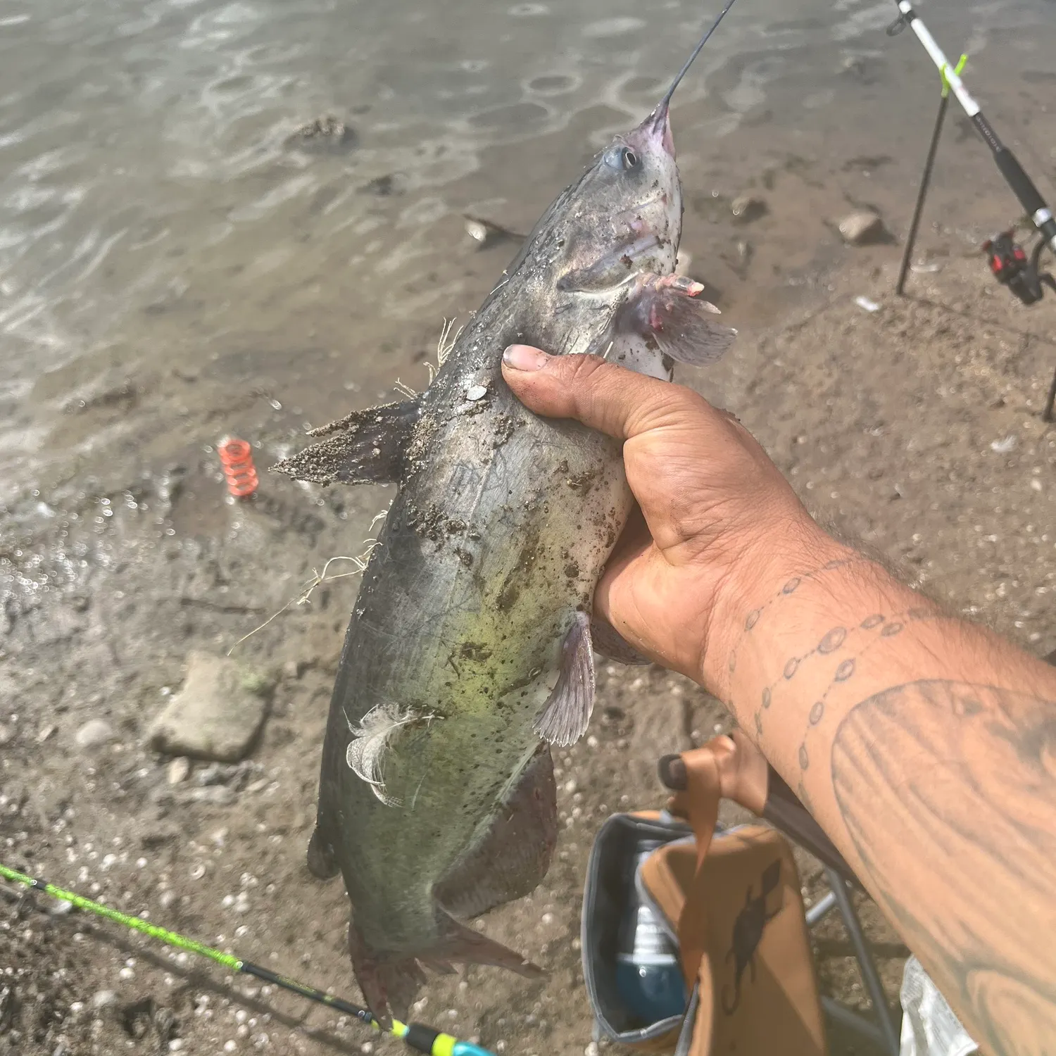 Channel catfish caught on Fishbrain