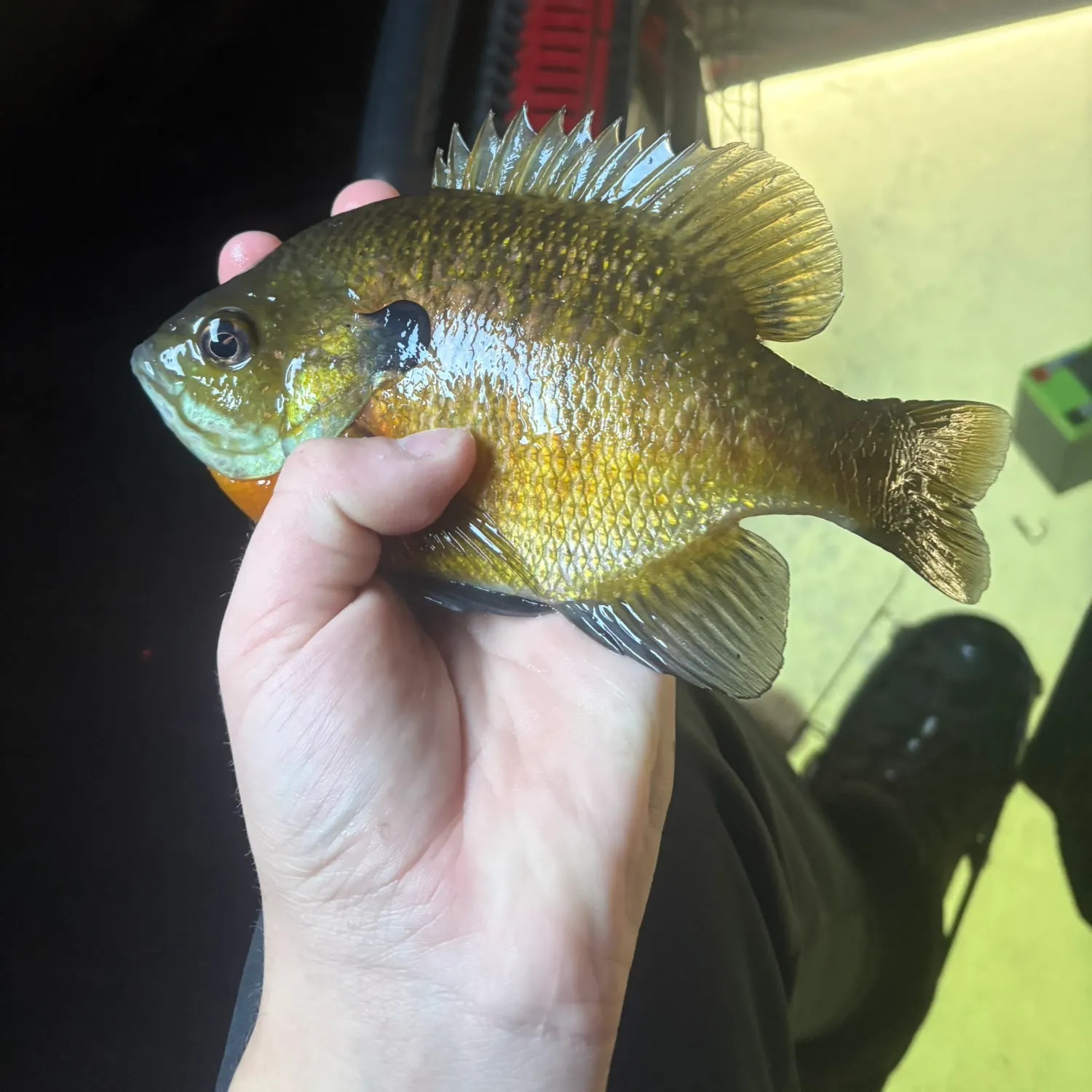 The most recent Bluegill catches on Fishbrain