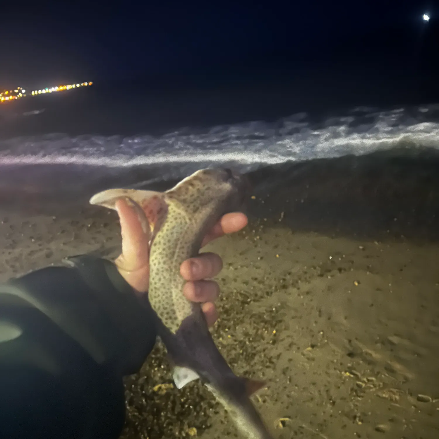 The most recent Lesser spotted dogfish catches on Fishbrain