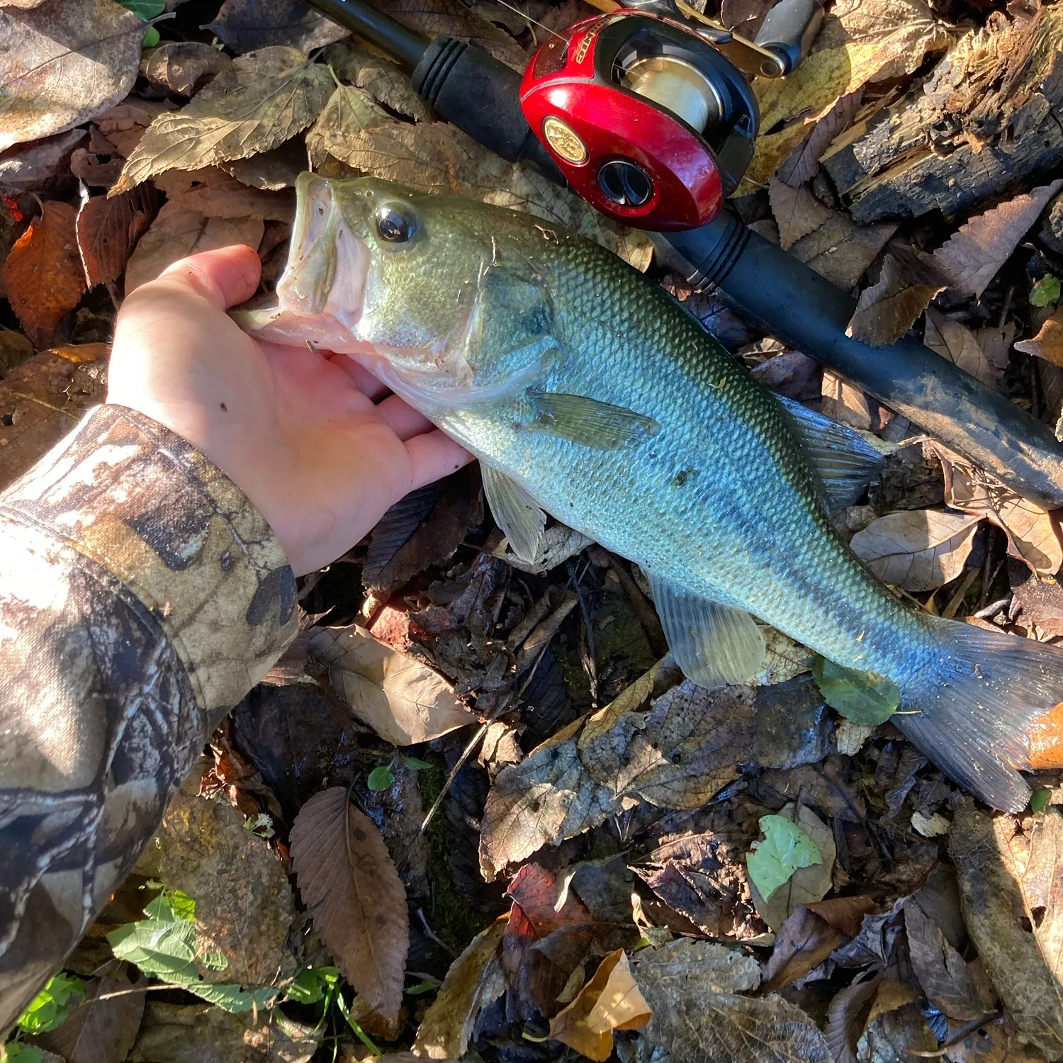Largemouth bass caught on Fishbrain