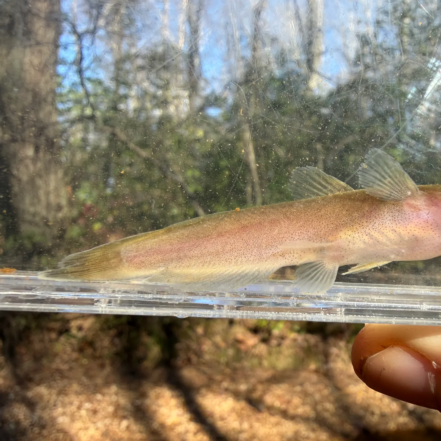 The most recent Black madtom catches on Fishbrain