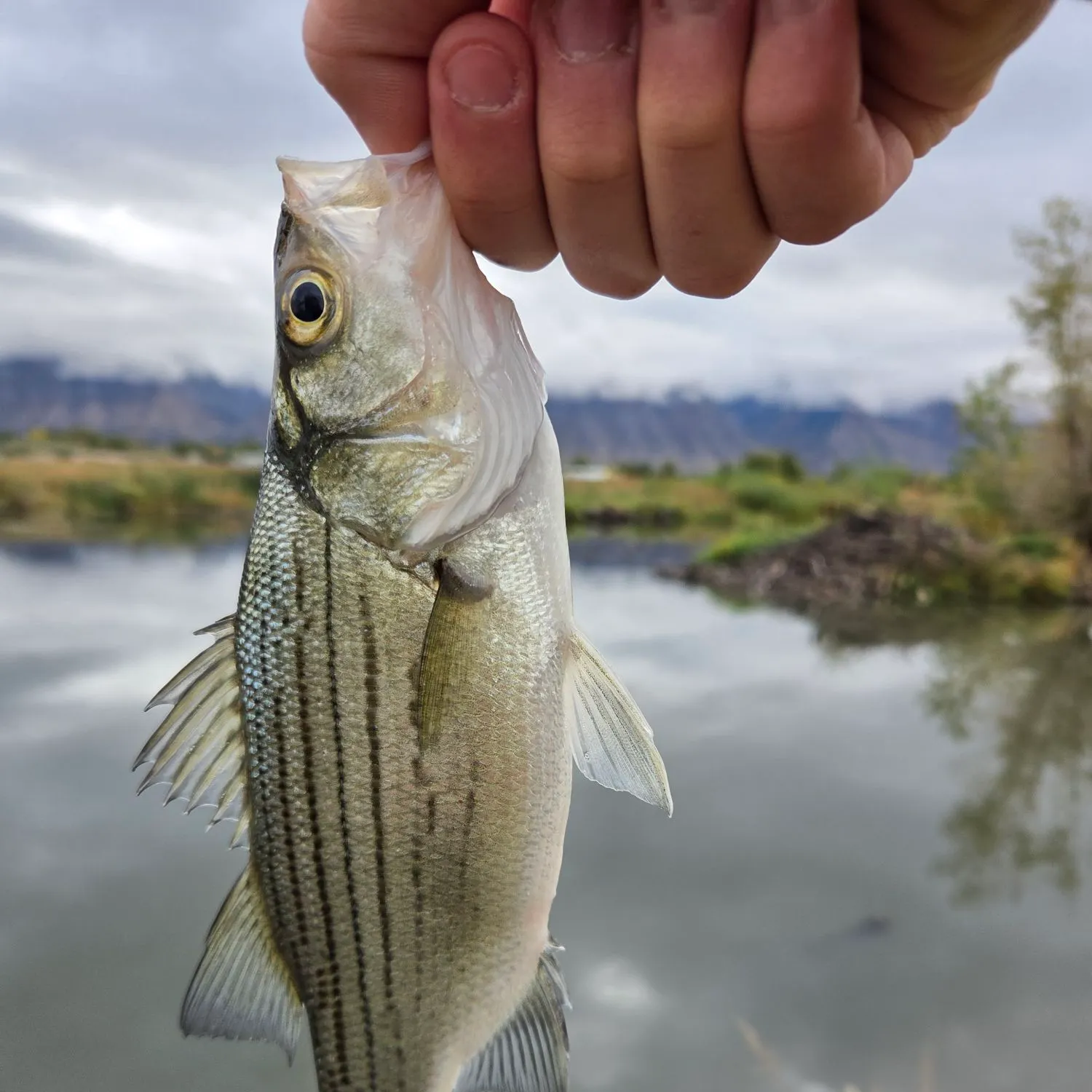 White bass caught on Fishbrain