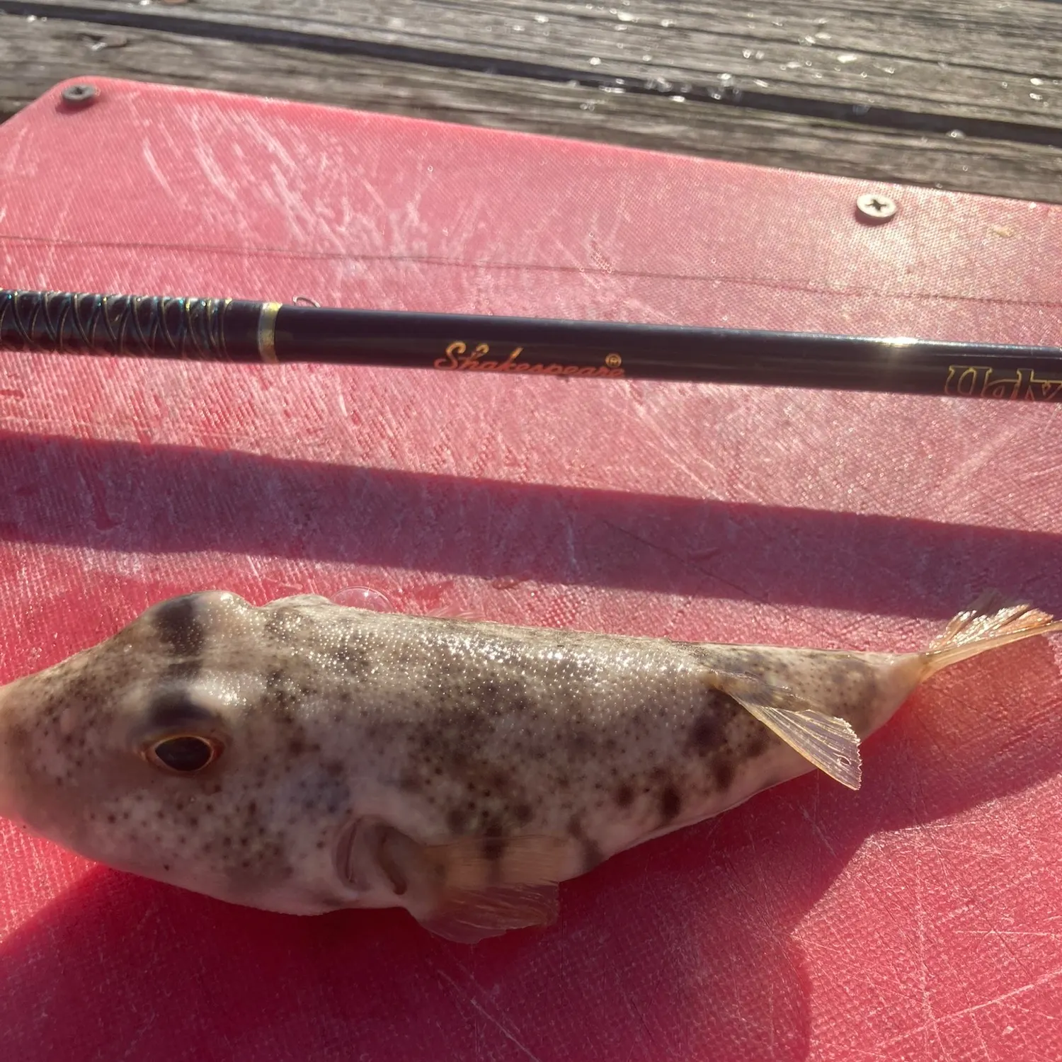The most recent Northern puffer catches on Fishbrain