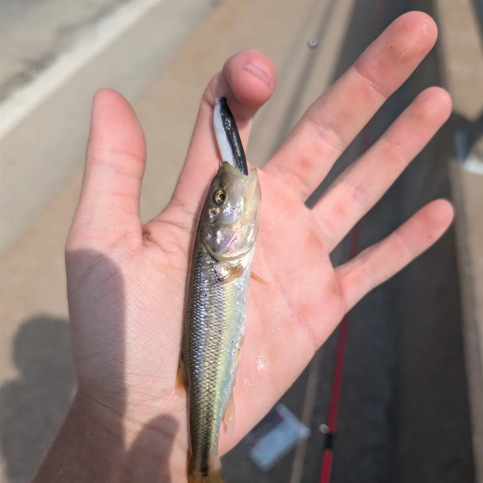 Creek chub caught on Fishbrain