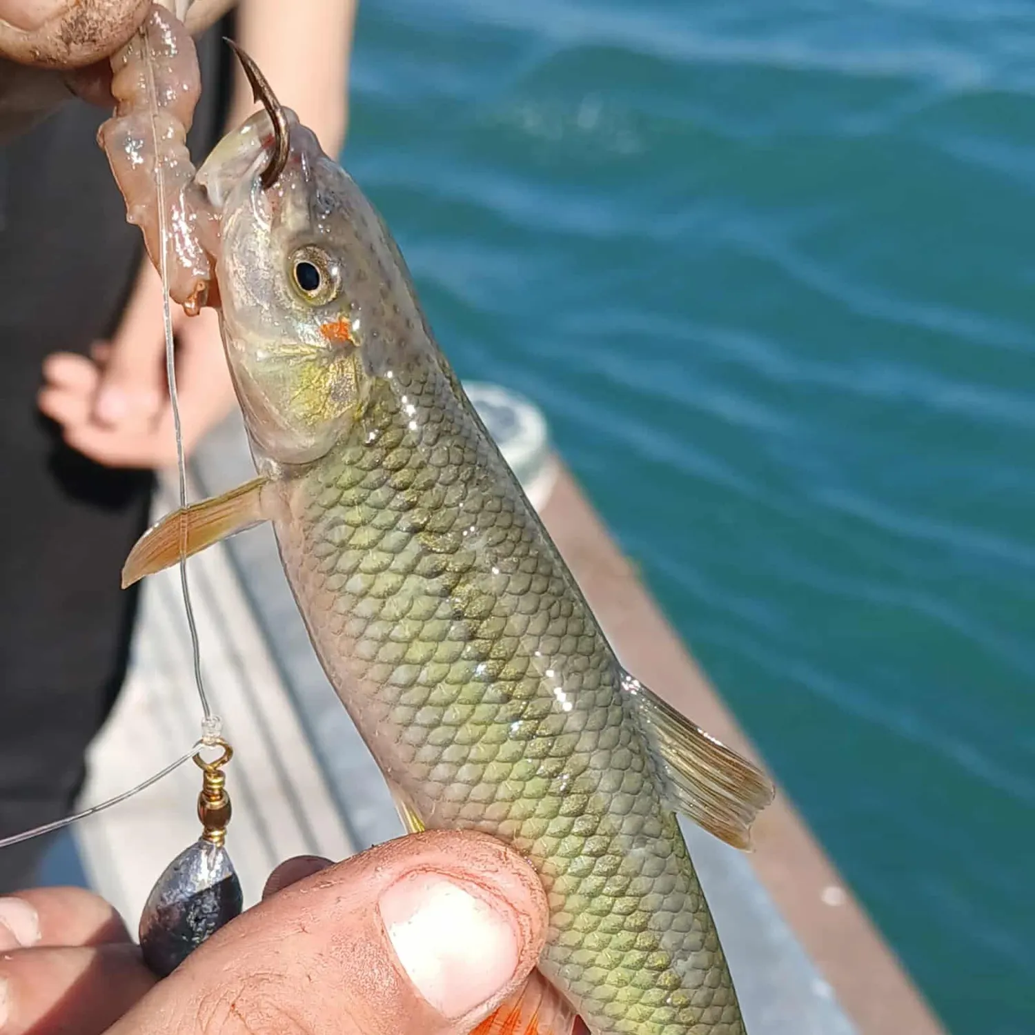 The most recent Redspot chub catches on Fishbrain