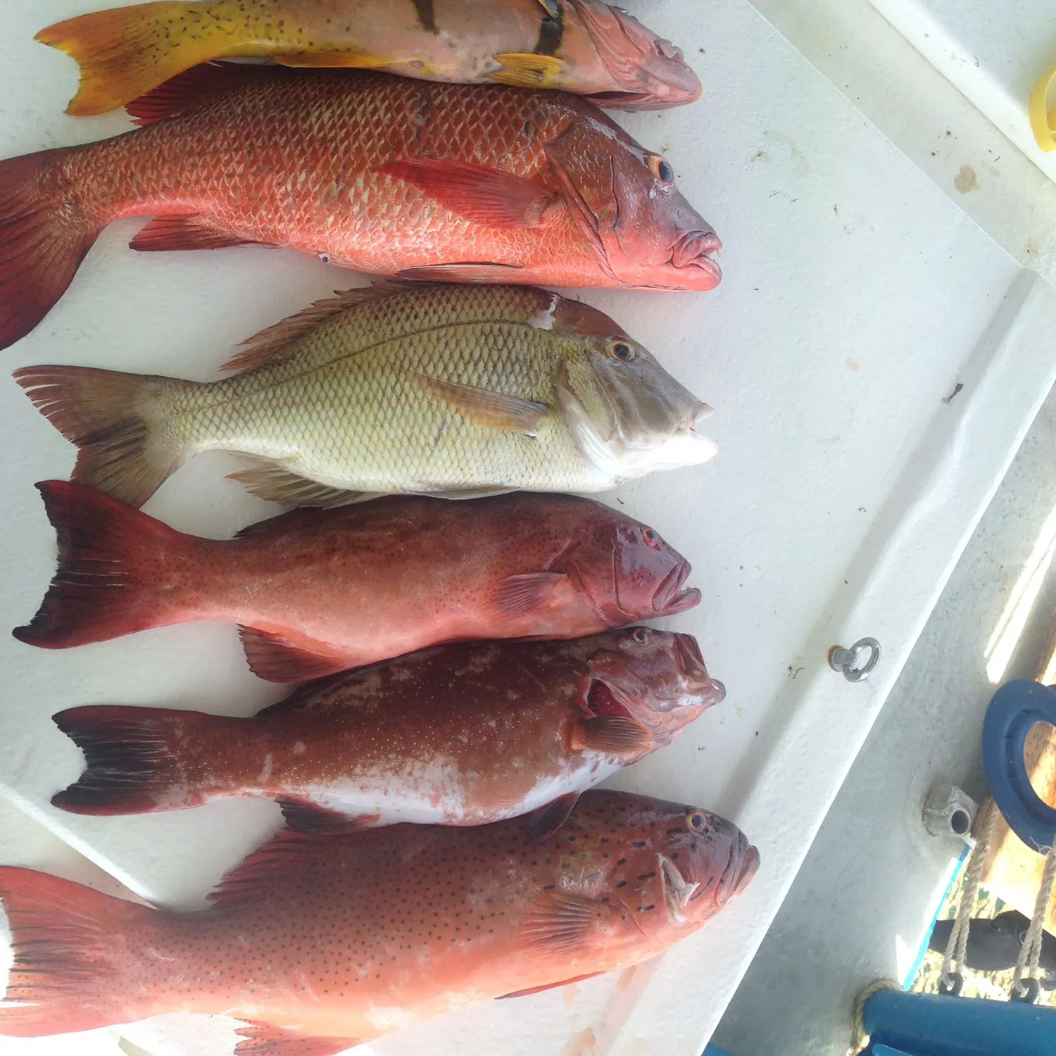 recently logged catches