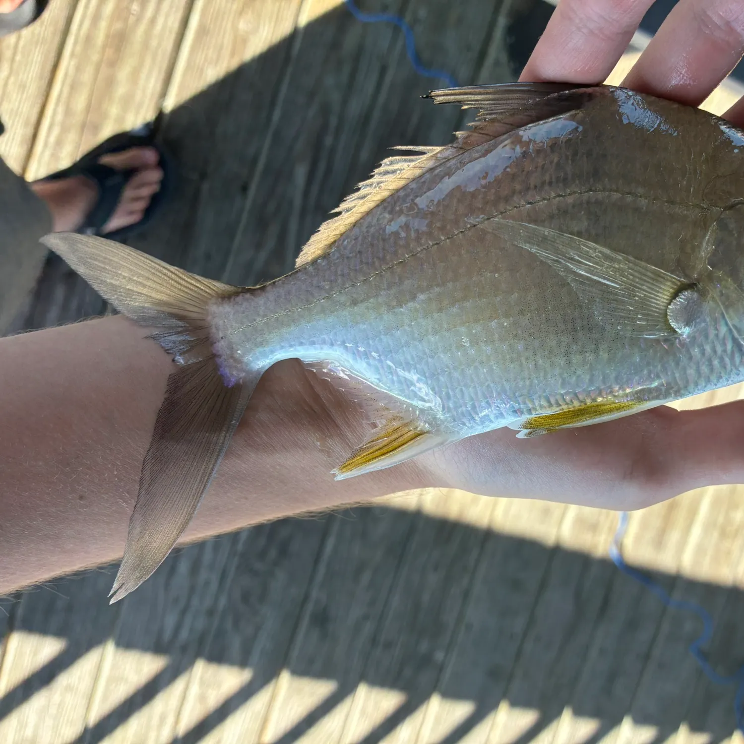 The most recent Irish mojarra catches on Fishbrain