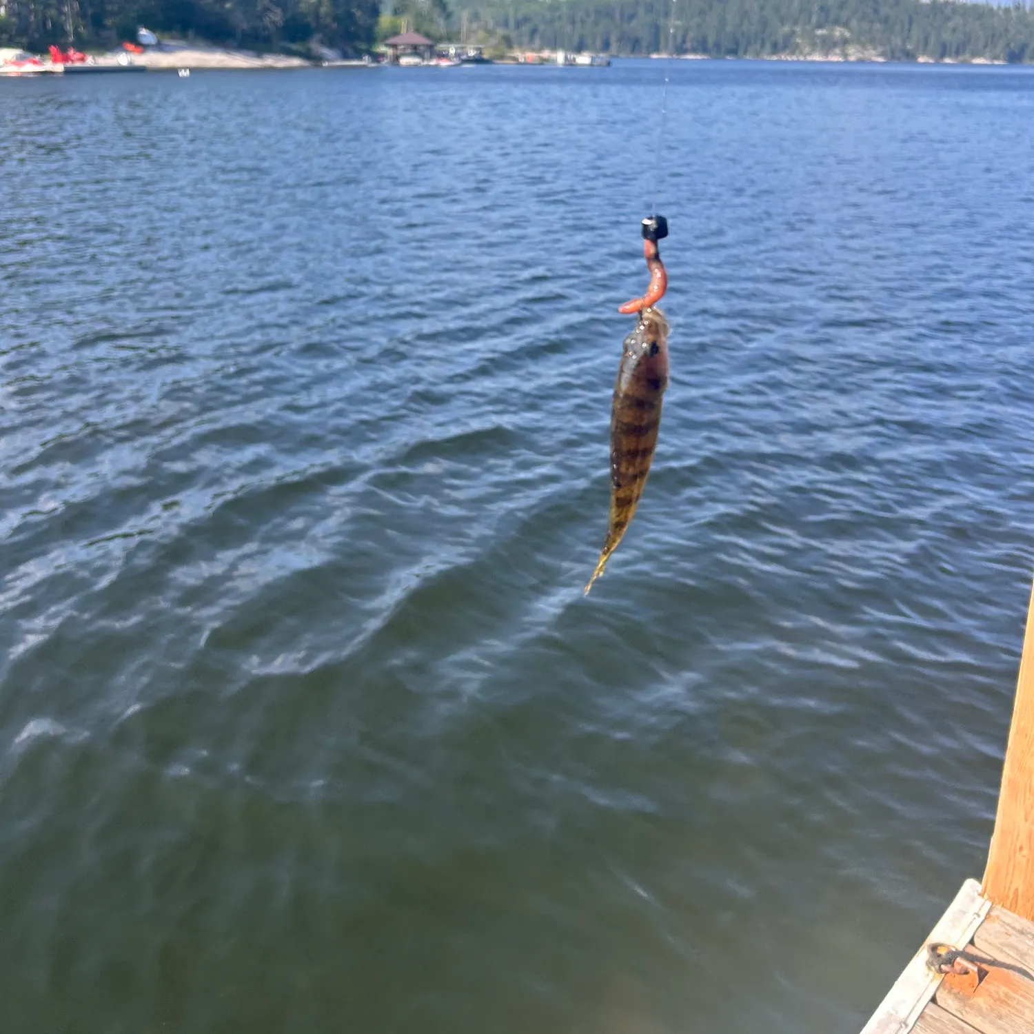 Yellow perch caught on Fishbrain