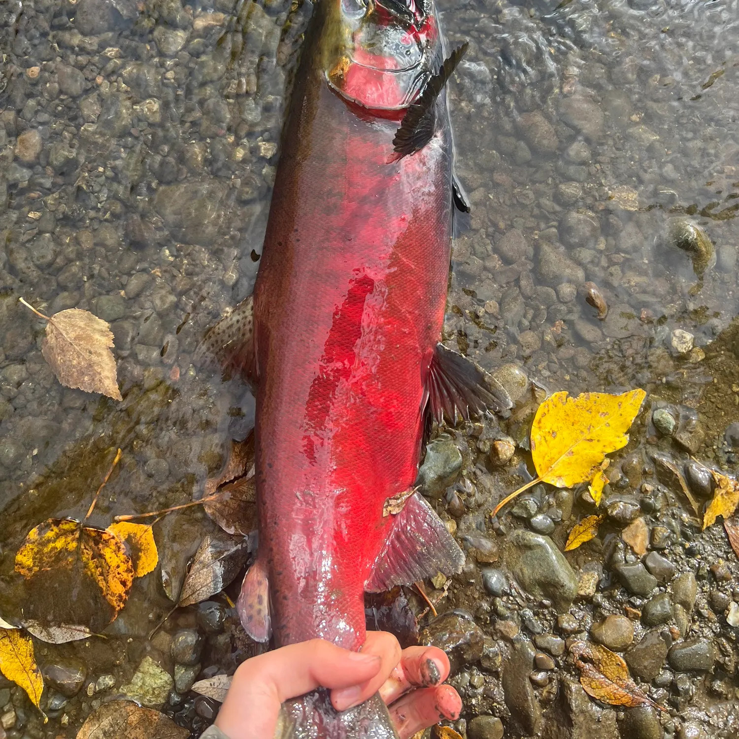 Coho salmon caught on Fishbrain