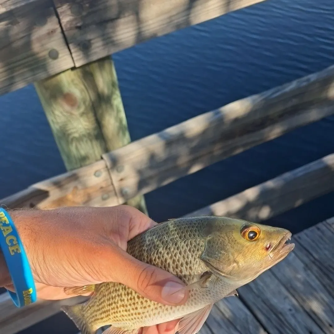 Mangrove snapper caught on Fishbrain