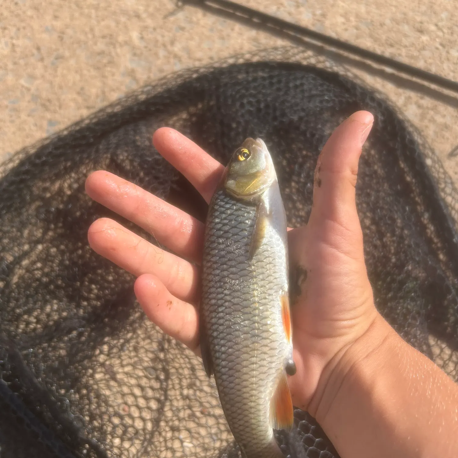 European chub caught on Fishbrain