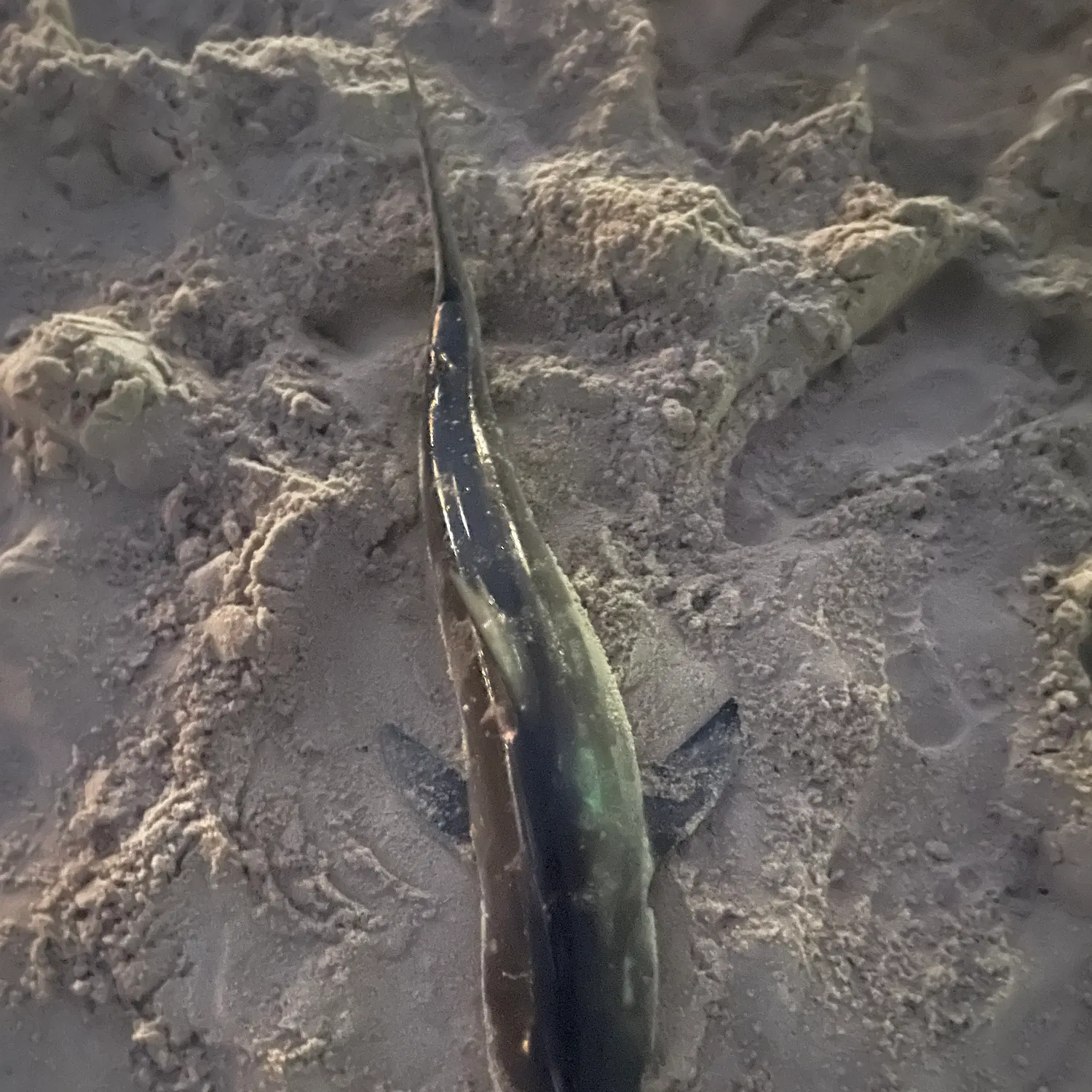 The most recent Dusky shark catches on Fishbrain