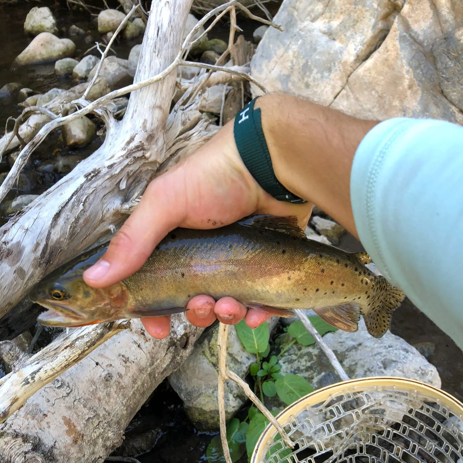 recently logged catches
