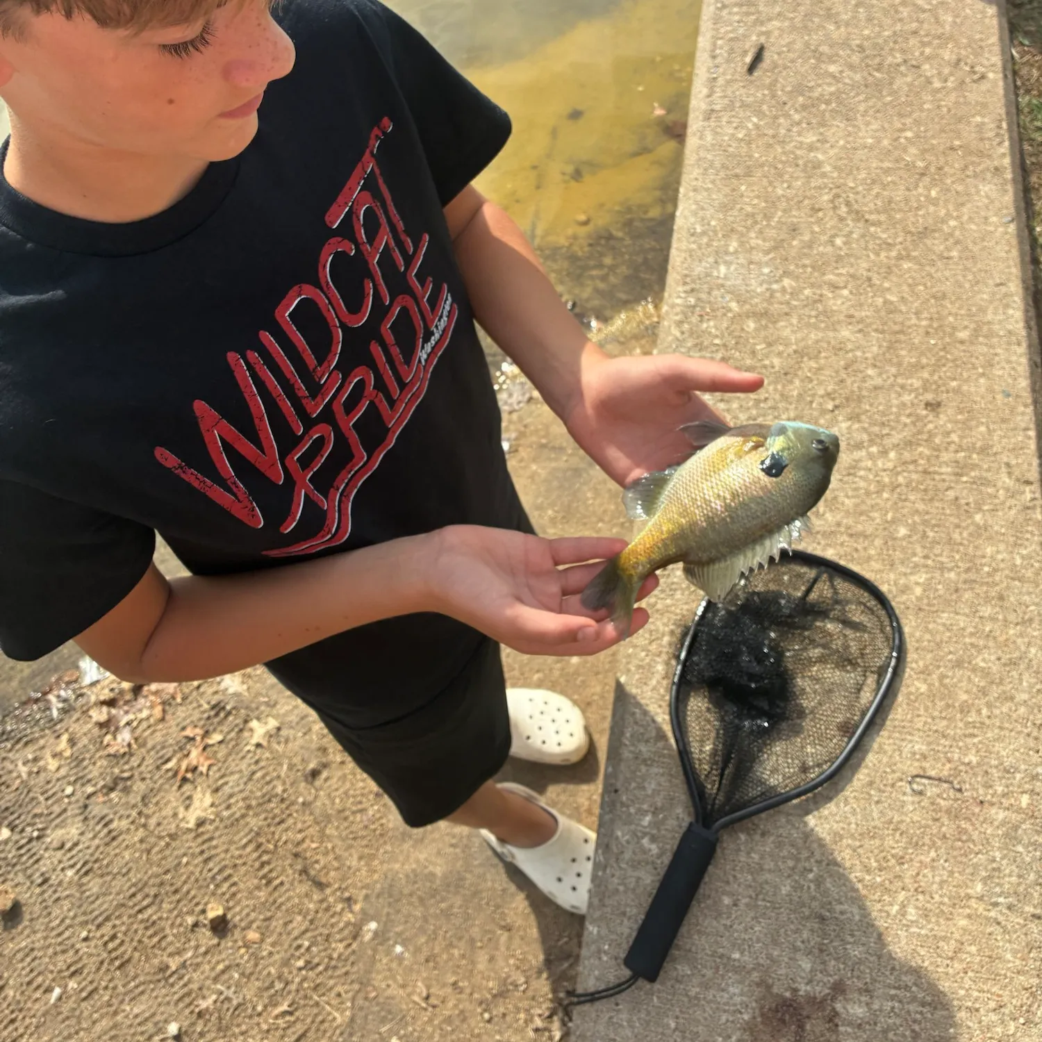 Bluegill caught on Fishbrain