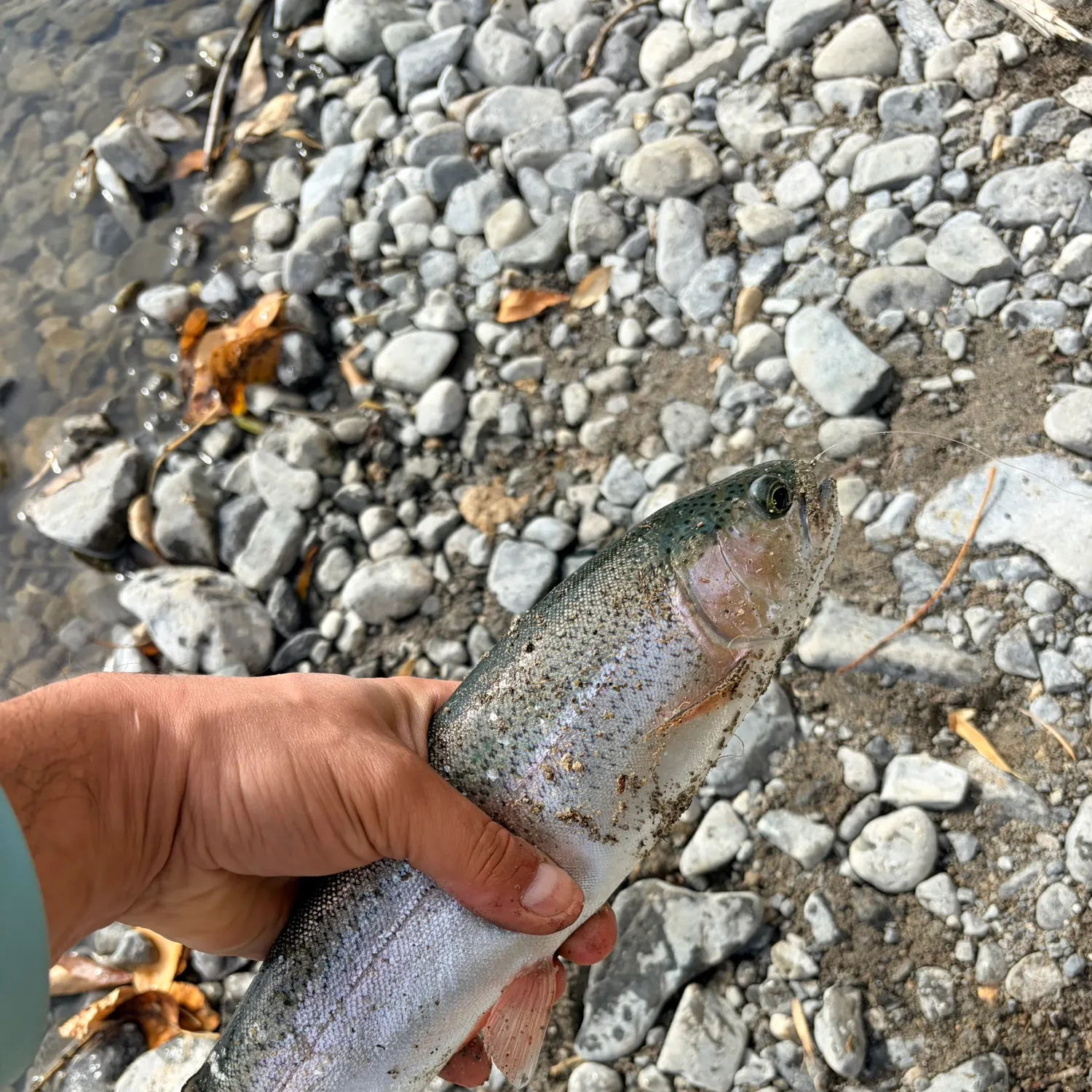 Rainbow trout caught on Fishbrain