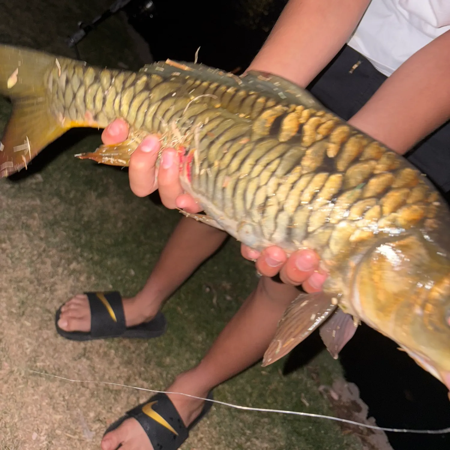The most recent Mirror carp catches on Fishbrain