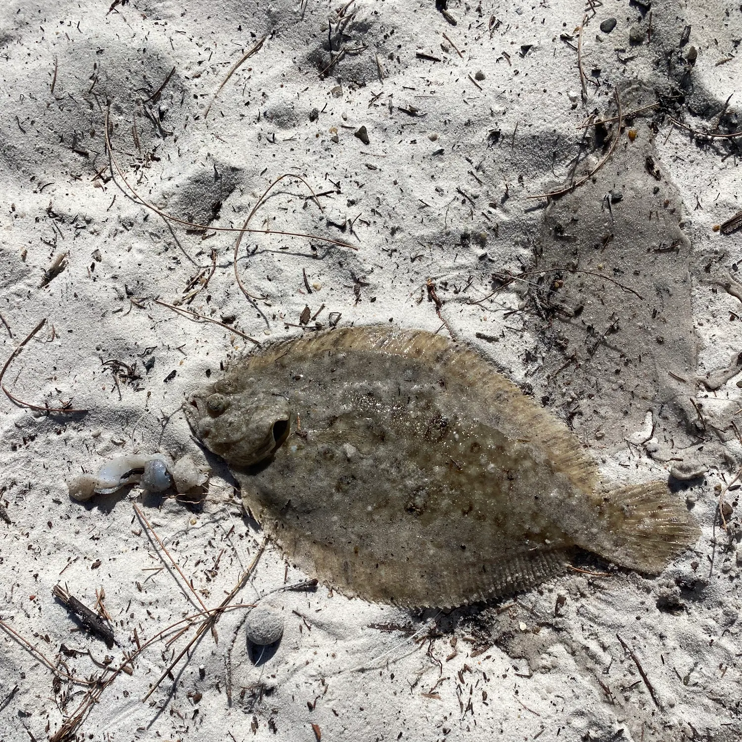 The most recent Yellowbelly flounder catches on Fishbrain
