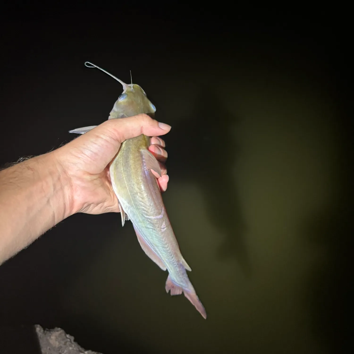 Channel catfish caught on Fishbrain