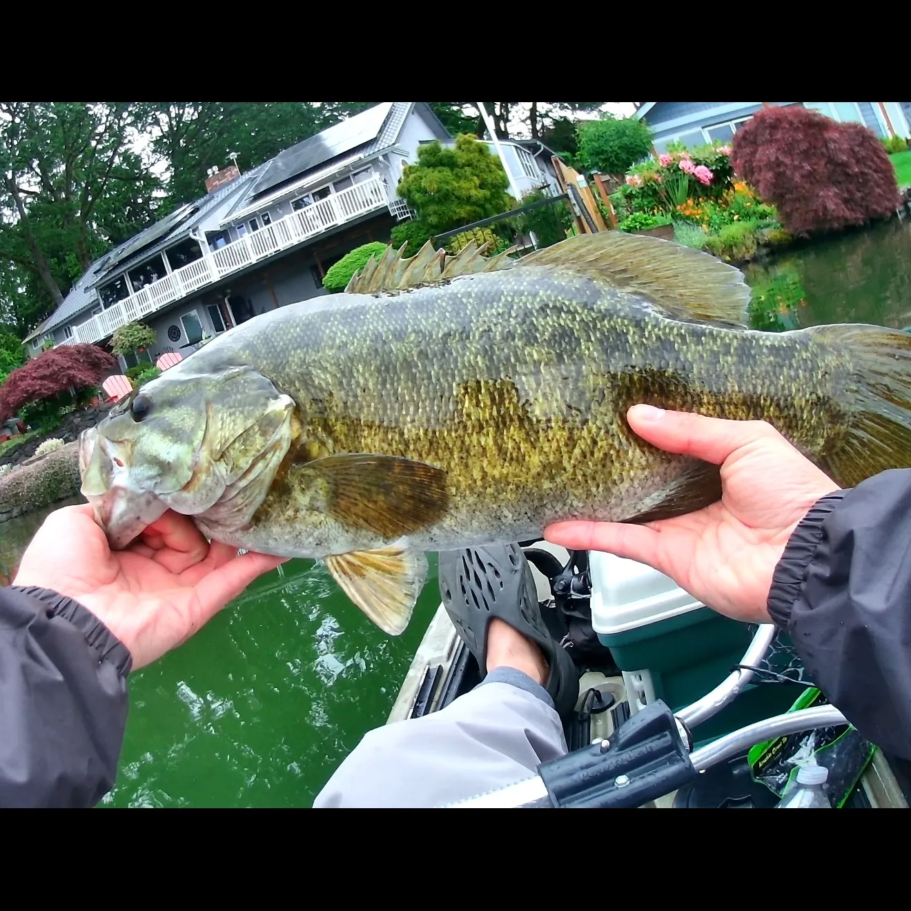 Smallmouth bass caught on Fishbrain
