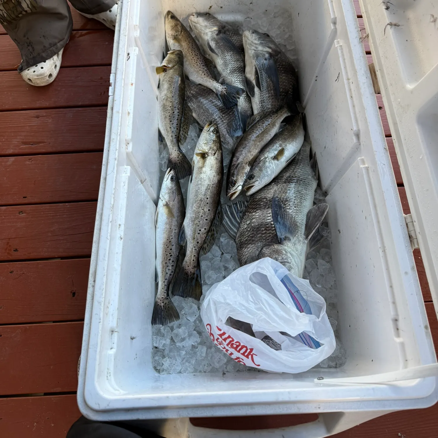 The most recent Spotted seatrout catches on Fishbrain