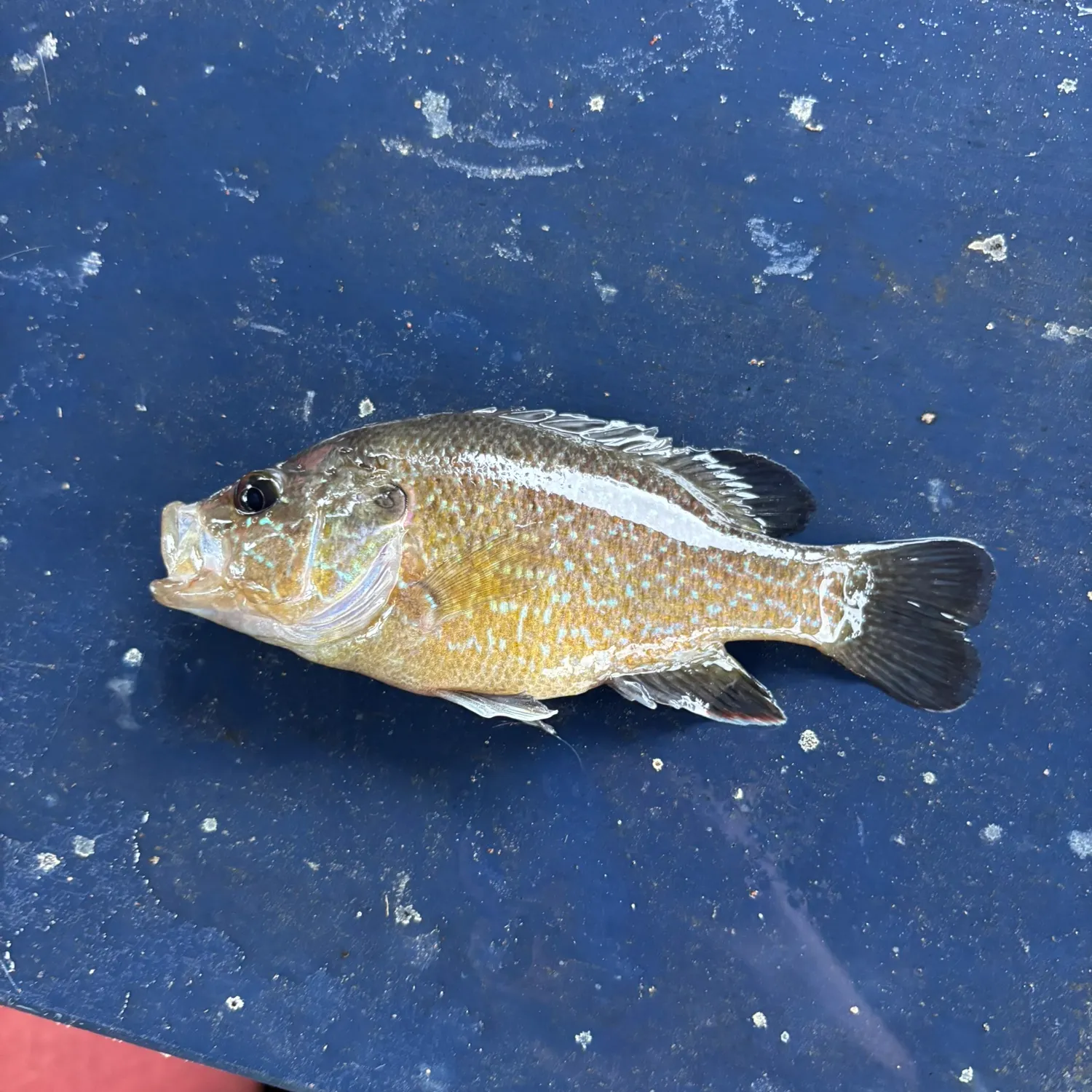 Warmouth caught on Fishbrain