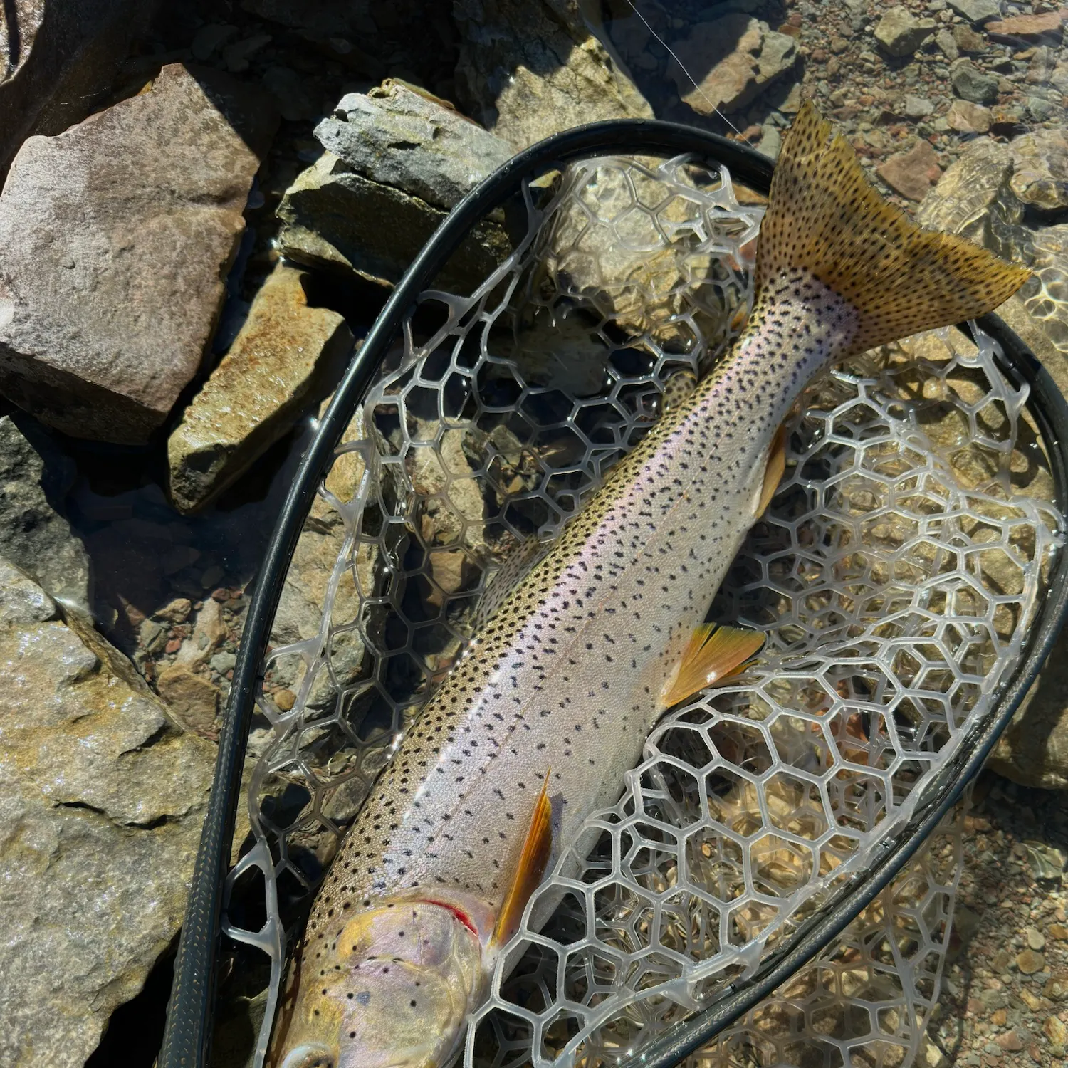 Bear Lake cutthroat trout caught on Fishbrain