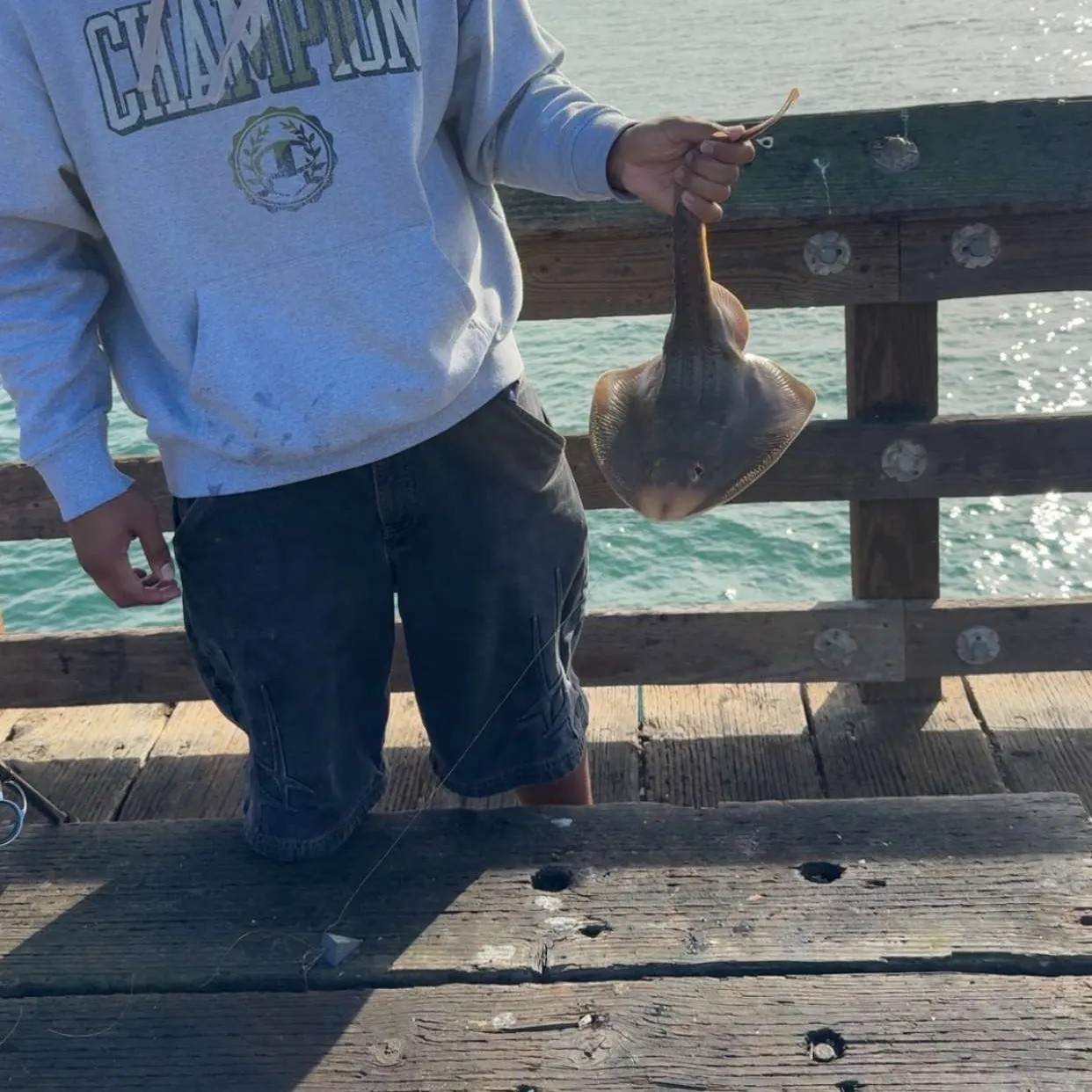 The most recent Thornback guitarfish catches on Fishbrain