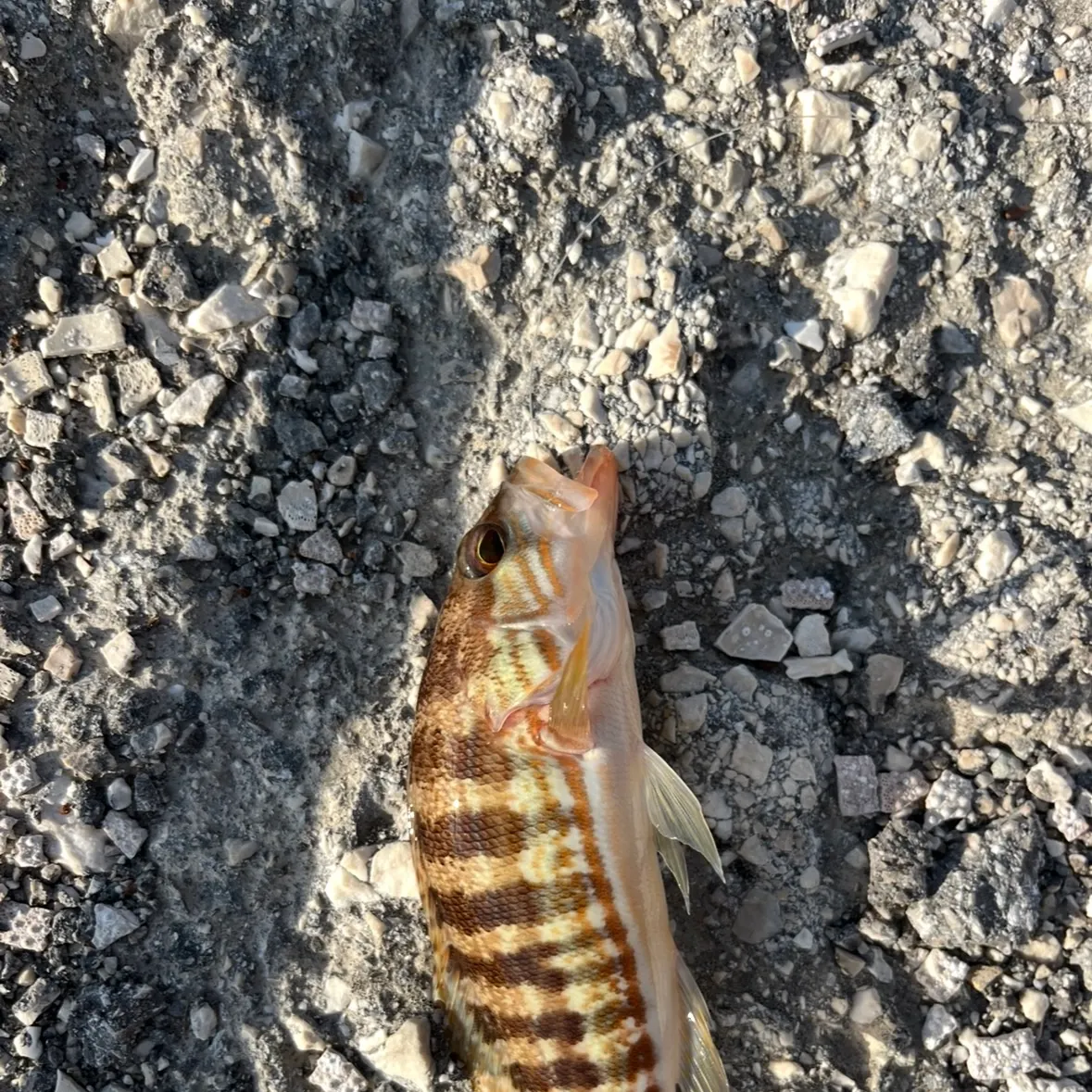 The most recent Comber catches on Fishbrain