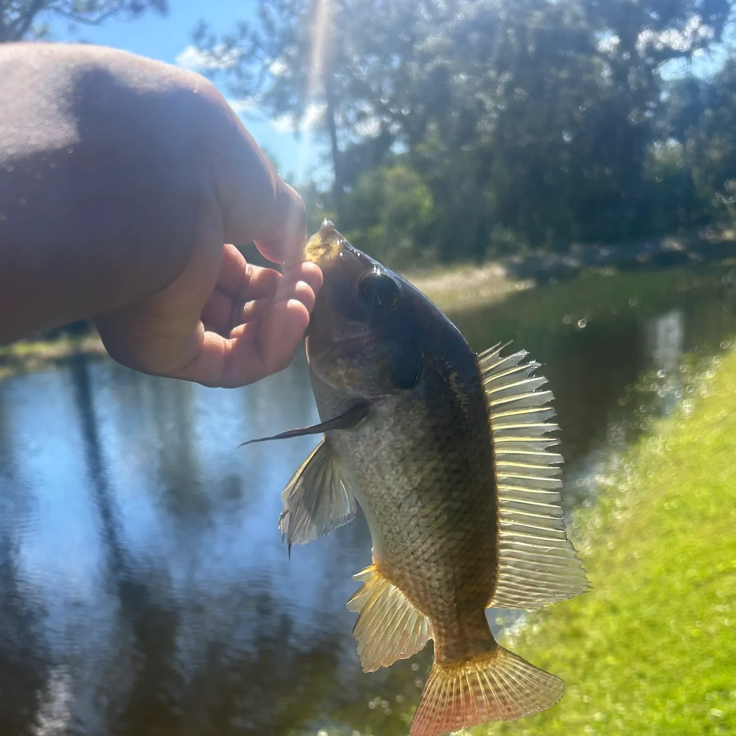 Nile tilapia caught on Fishbrain