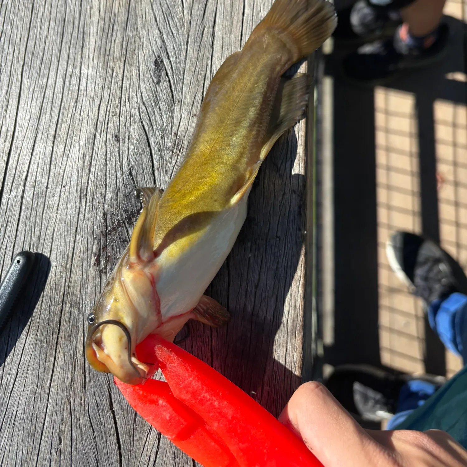 Yellow bullhead caught on Fishbrain