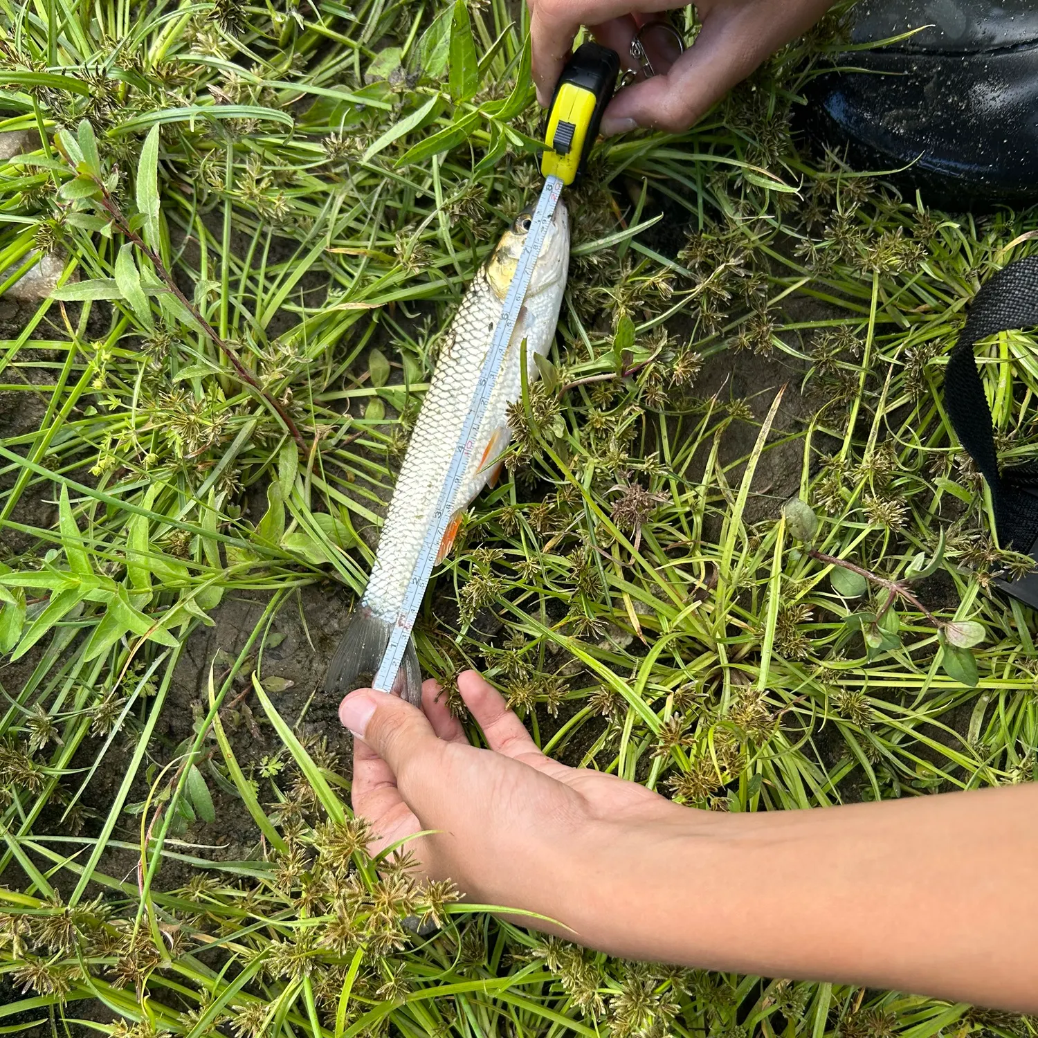 European chub caught on Fishbrain