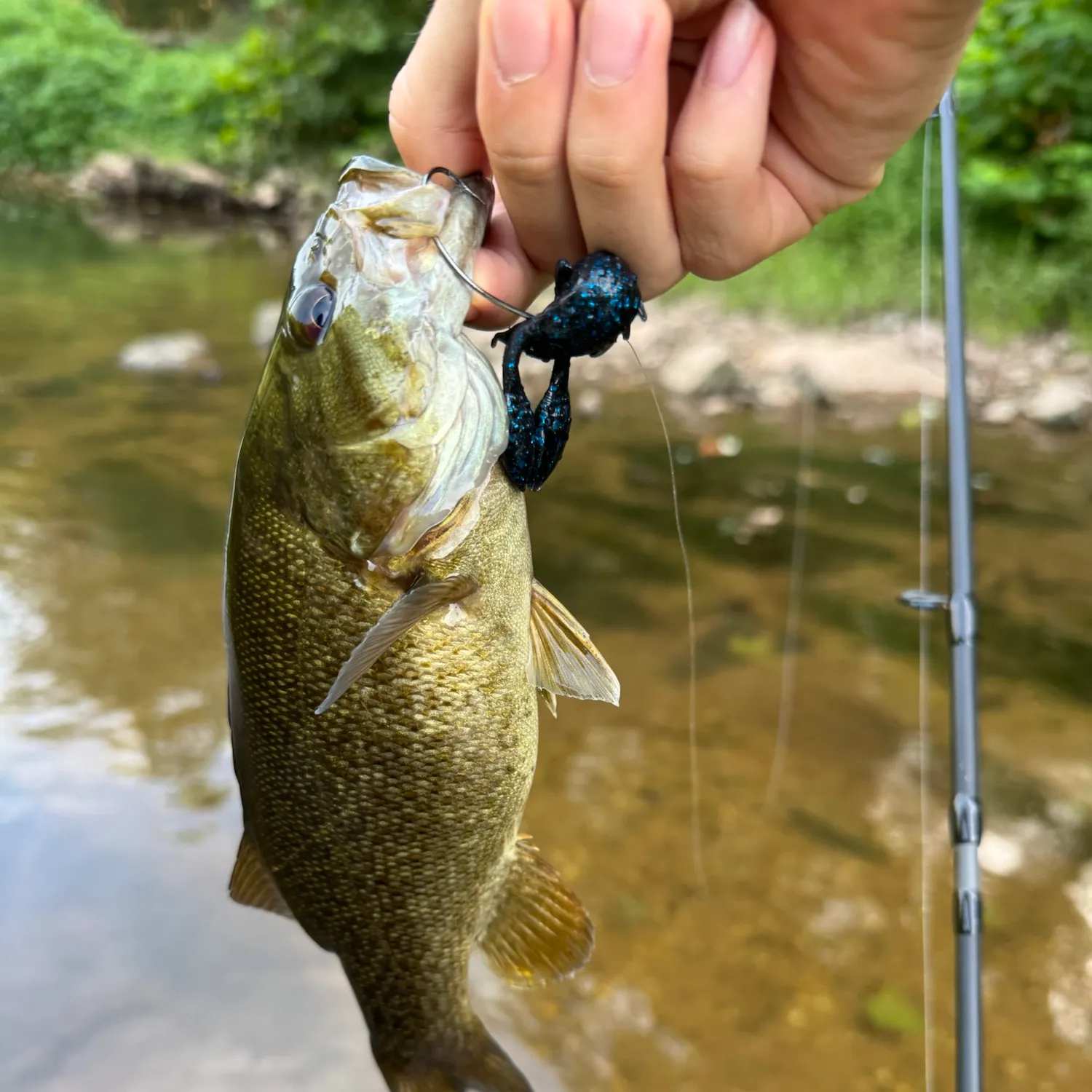 Smallmouth bass caught on Fishbrain