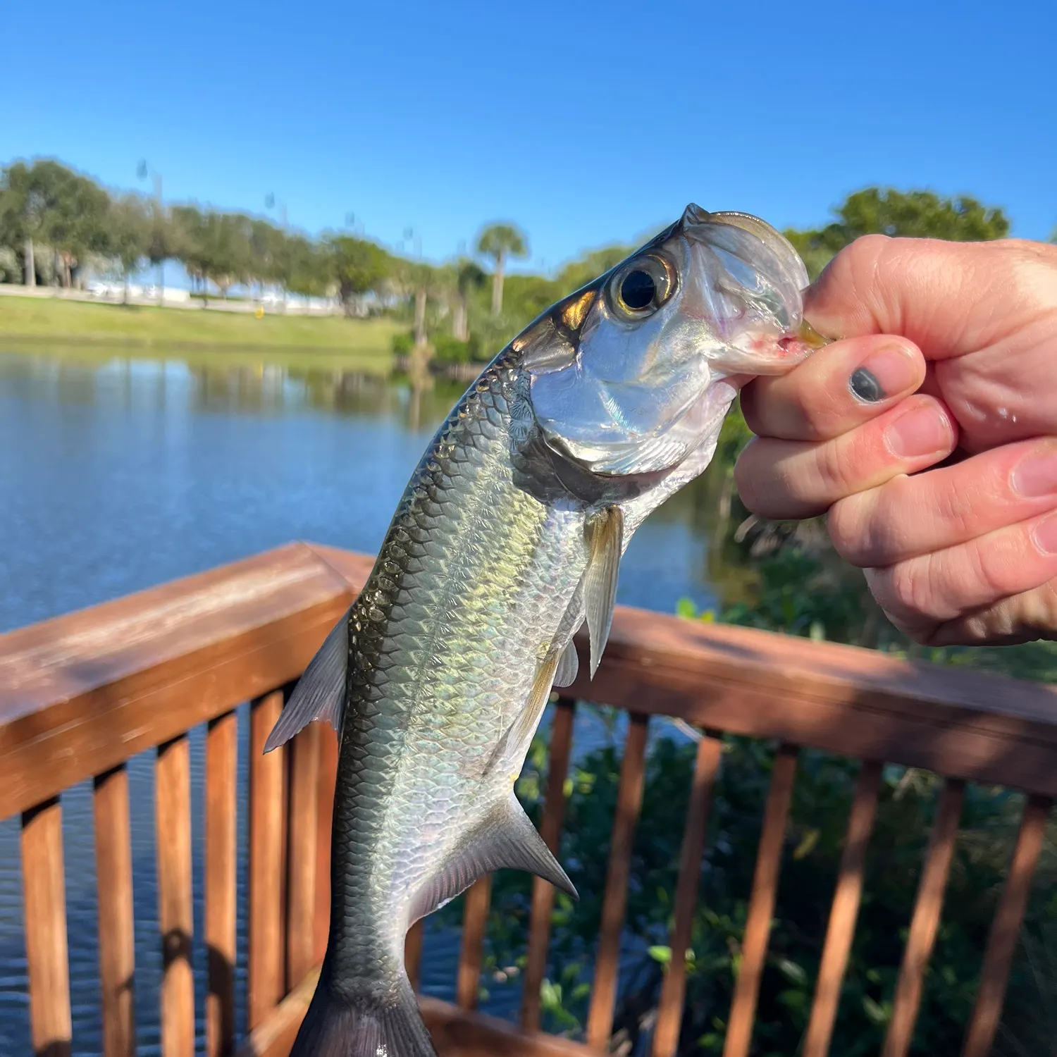 The most recent Tarpon catches on Fishbrain