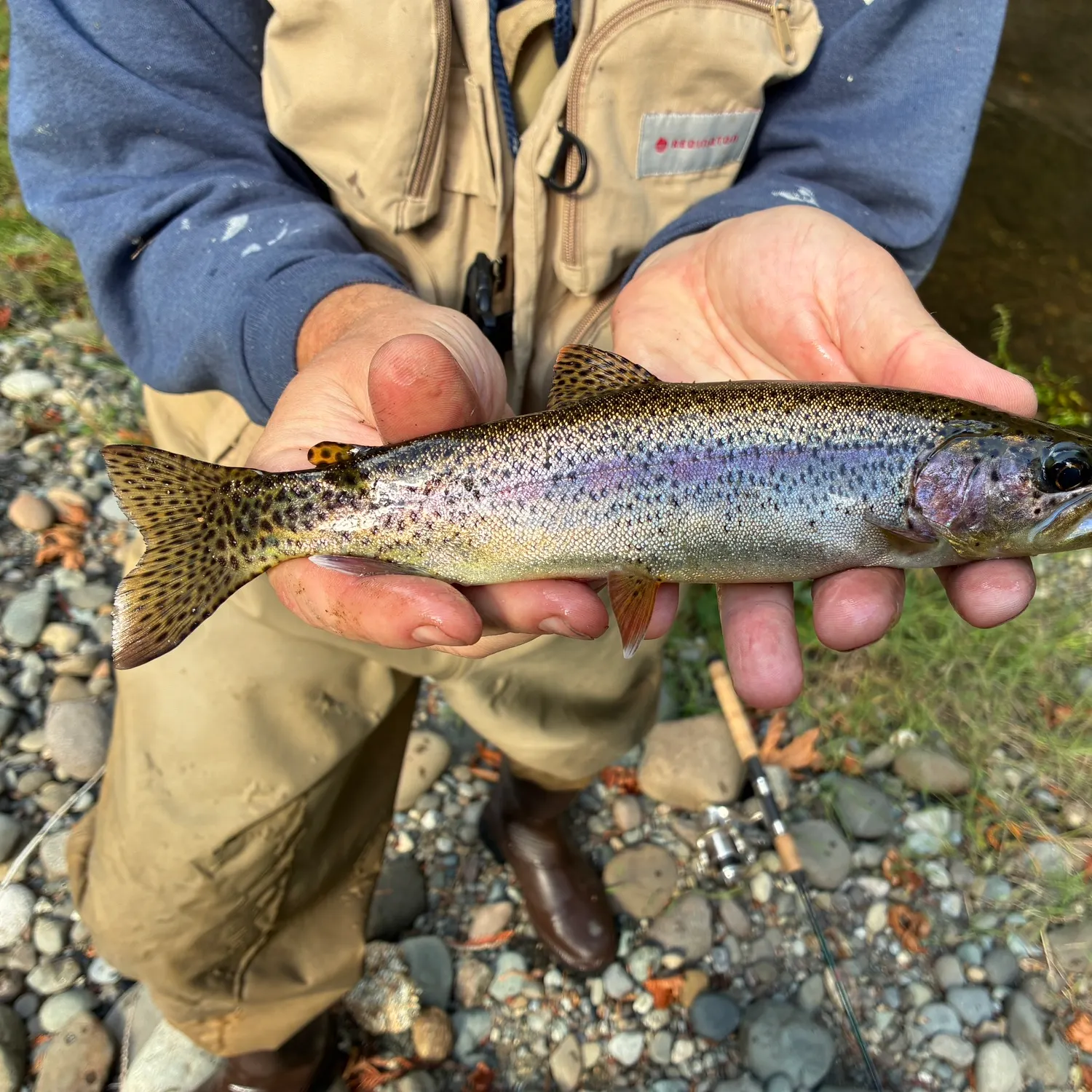 Coastal cutthroat trout caught on Fishbrain